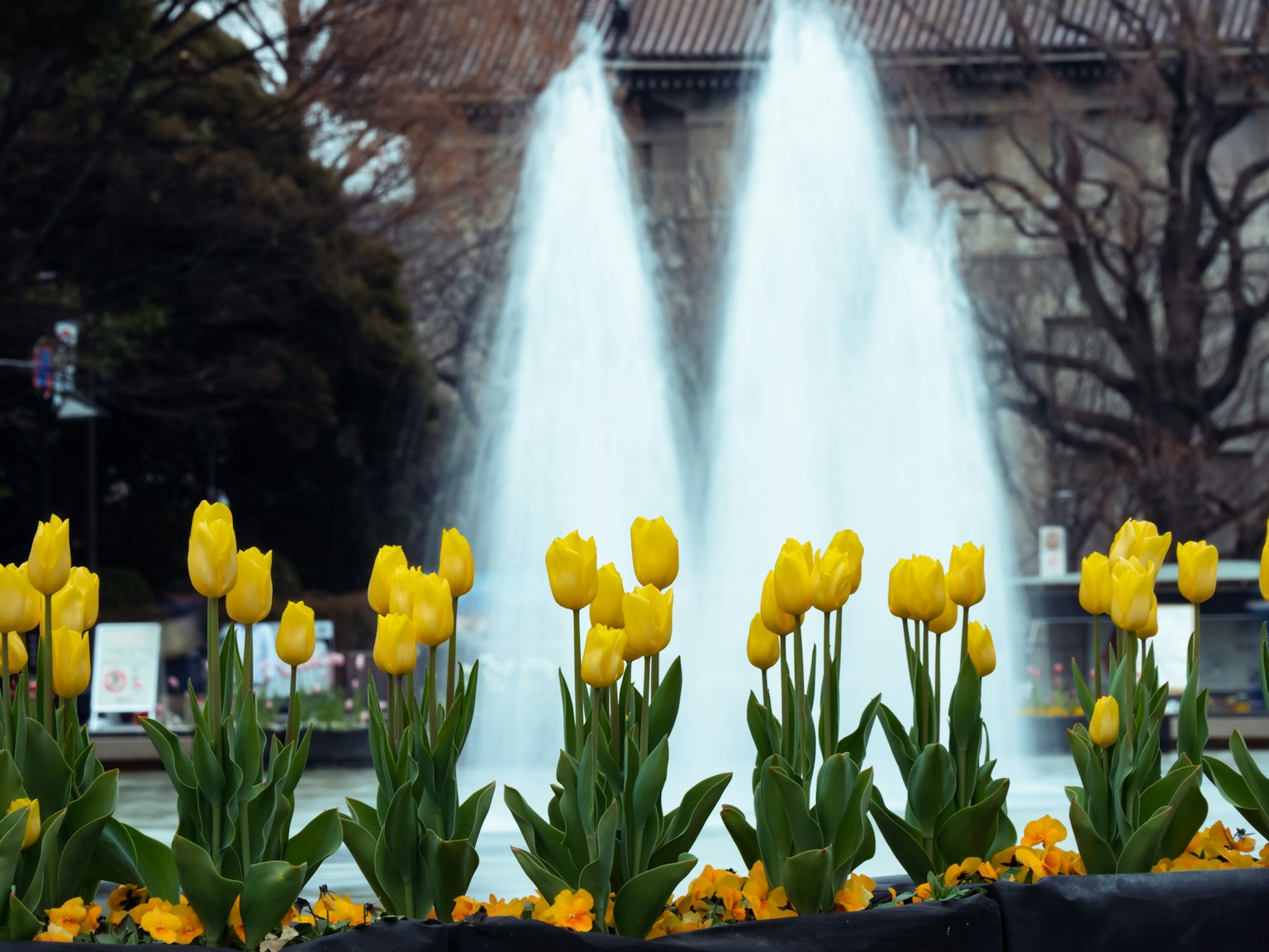 Cảnh công viên với hoa tulip vàng và đài phun nước