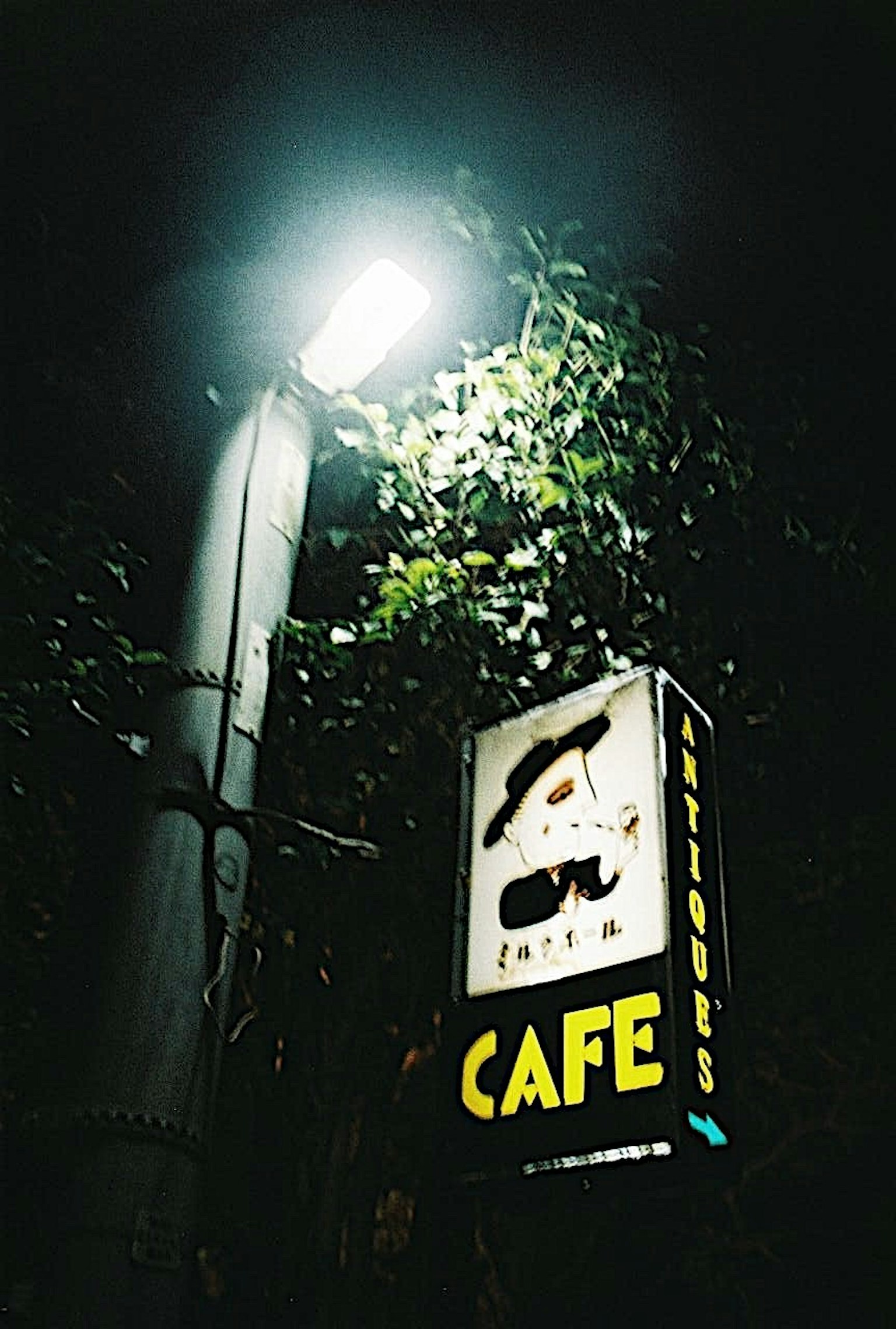 Insegna del caffè illuminata da un lampione con vegetazione vicina