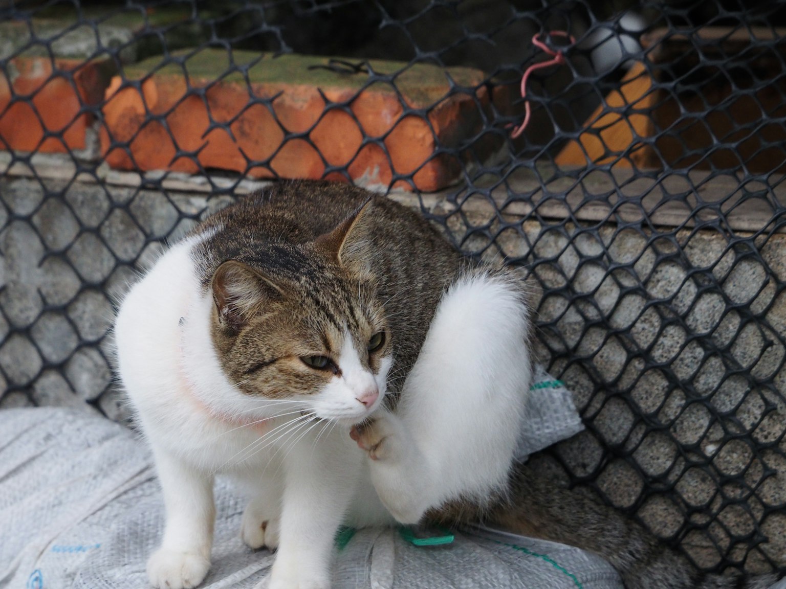 Eine weiß-braun gemusterte Katze, die sich in der Nähe eines Netzes putzt