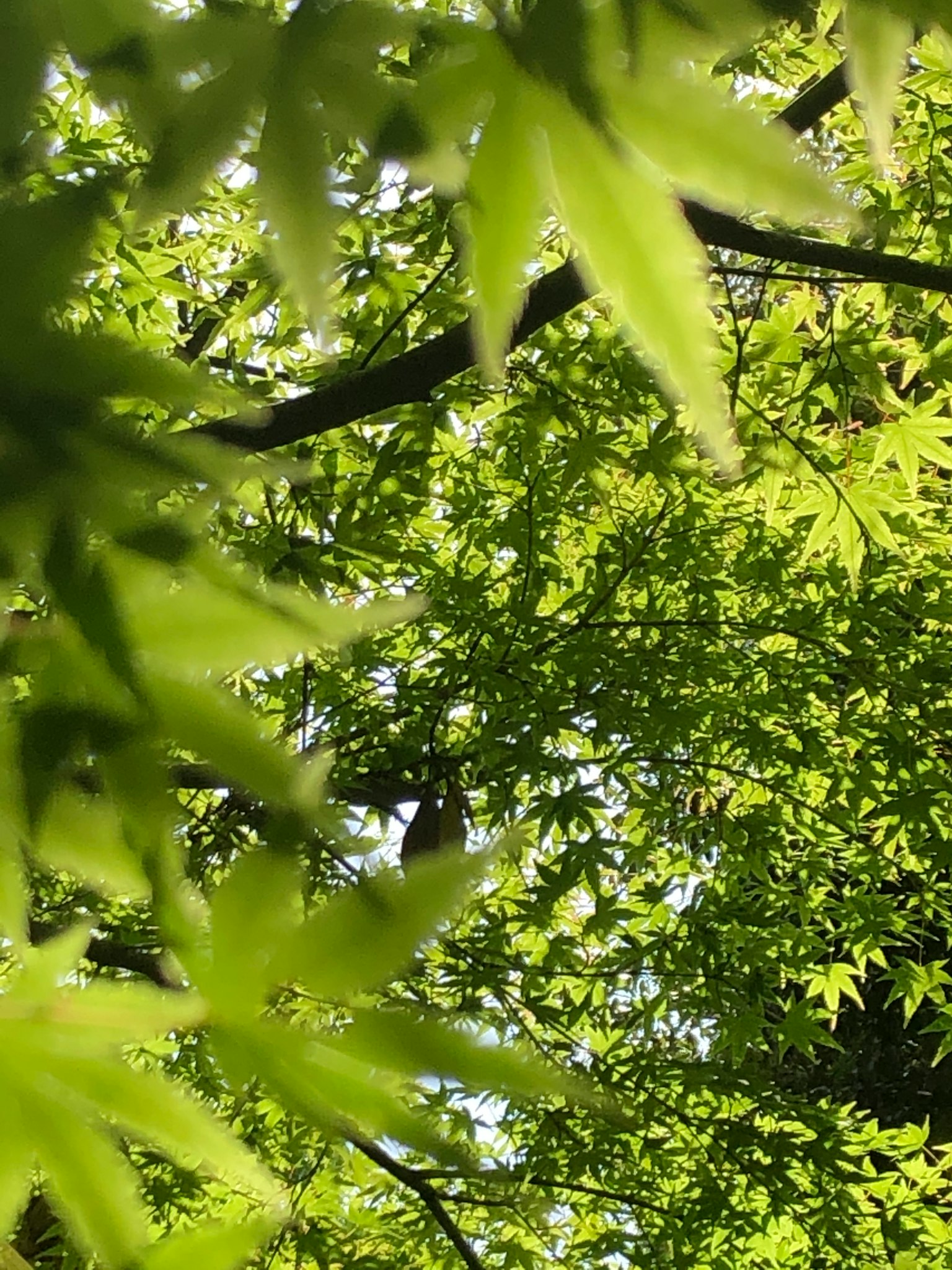 Cahaya cerah yang menyaring melalui daun maple hijau yang rimbun