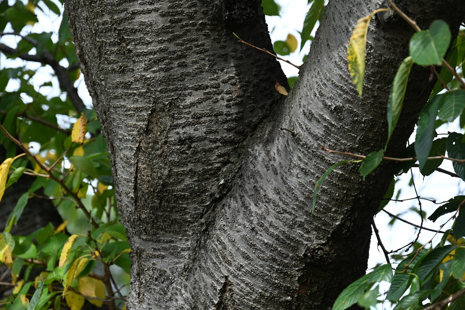 Gros plan d'un tronc d'arbre avec des feuilles visibles