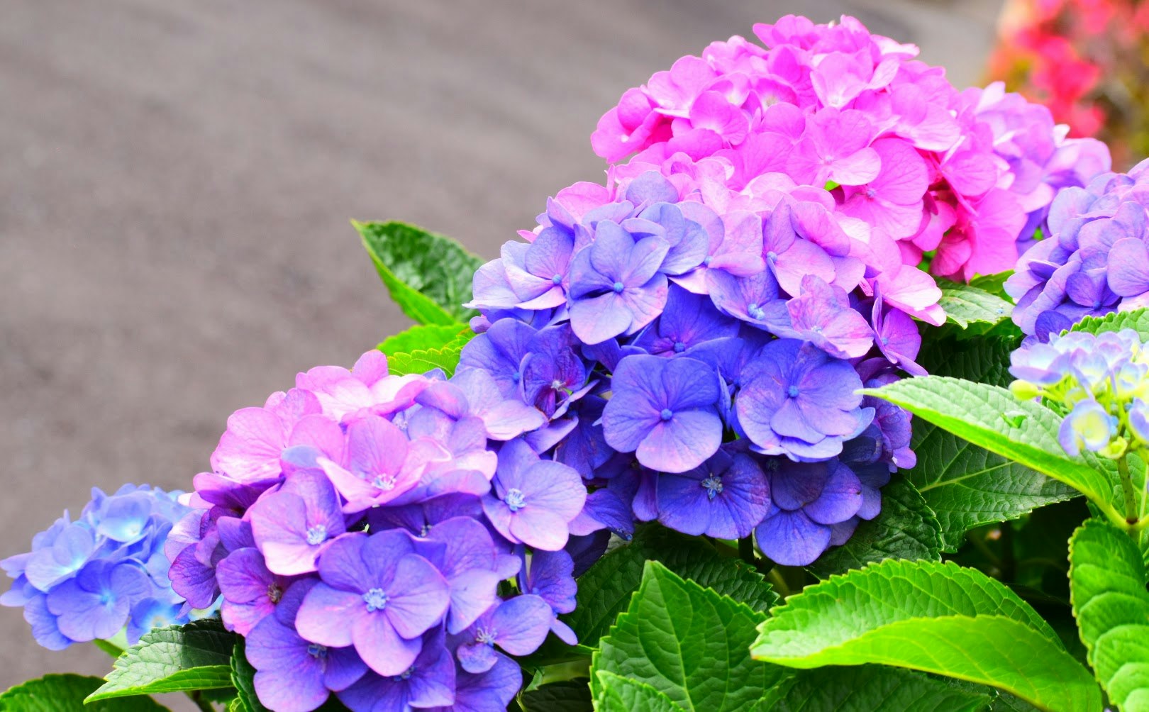 斜めに並ぶ紫陽花の花と葉