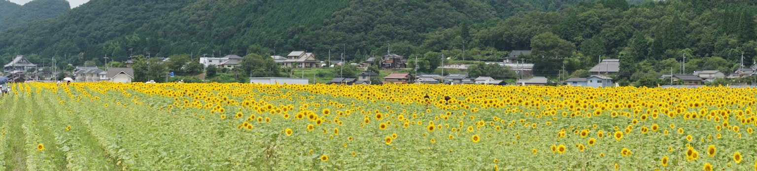 Weites Feld mit blühenden gelben Blumen Berge und ein Dorf im Hintergrund