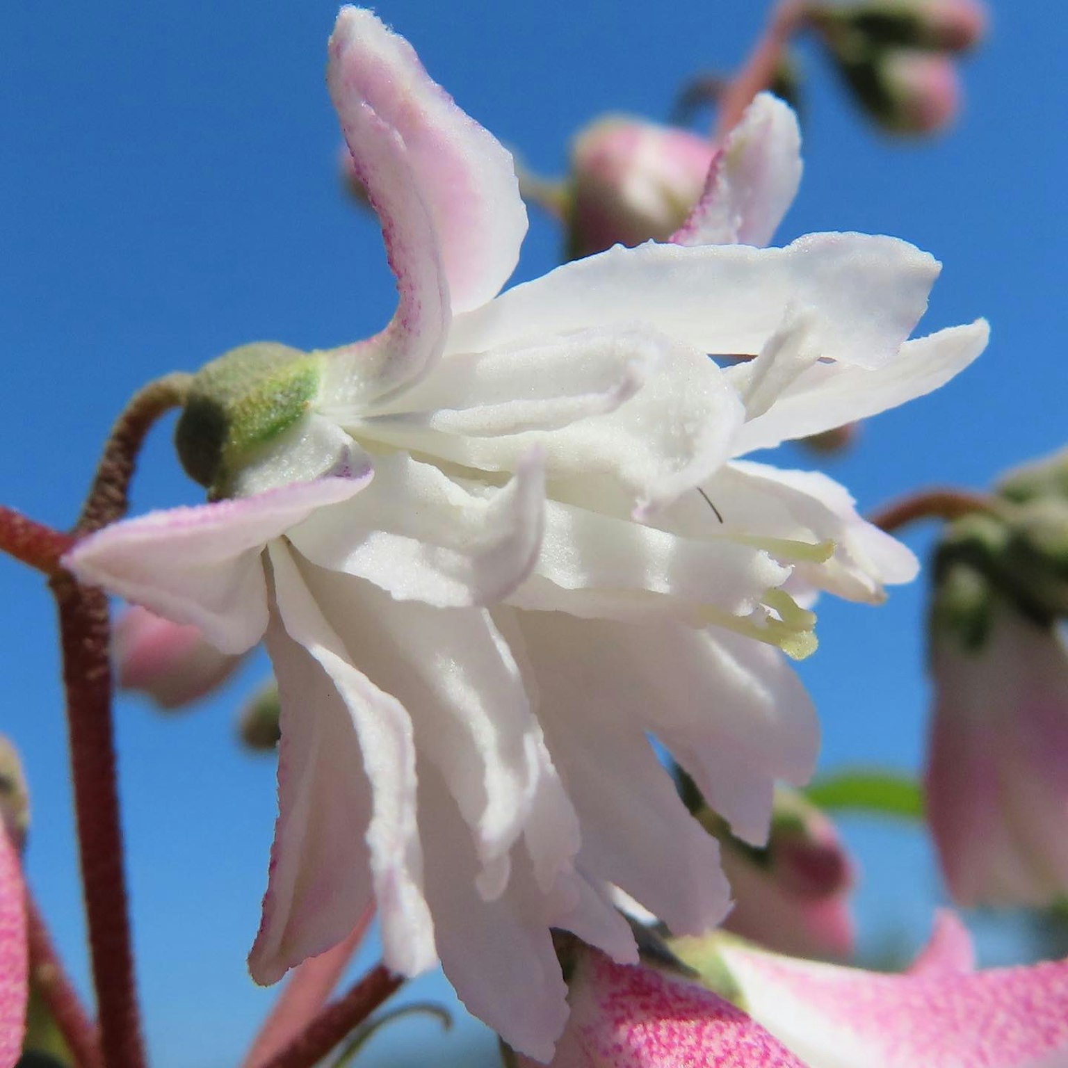 特写的花朵，白色花瓣和粉色花蕾