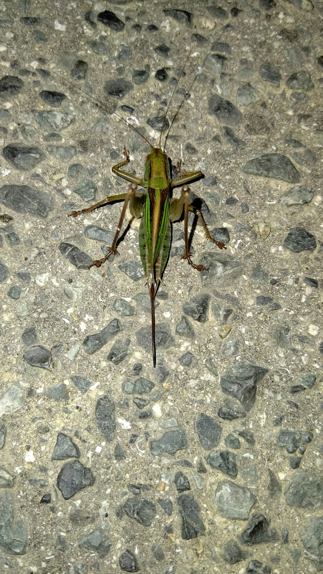 green insect on a stone pavement