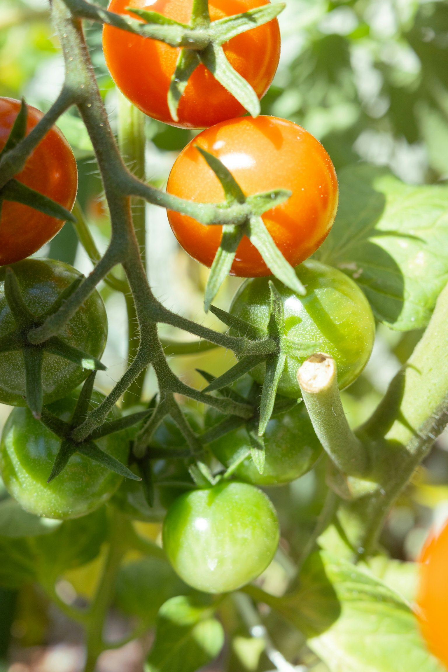Pomodorini arancioni e verdi appesi al ramo