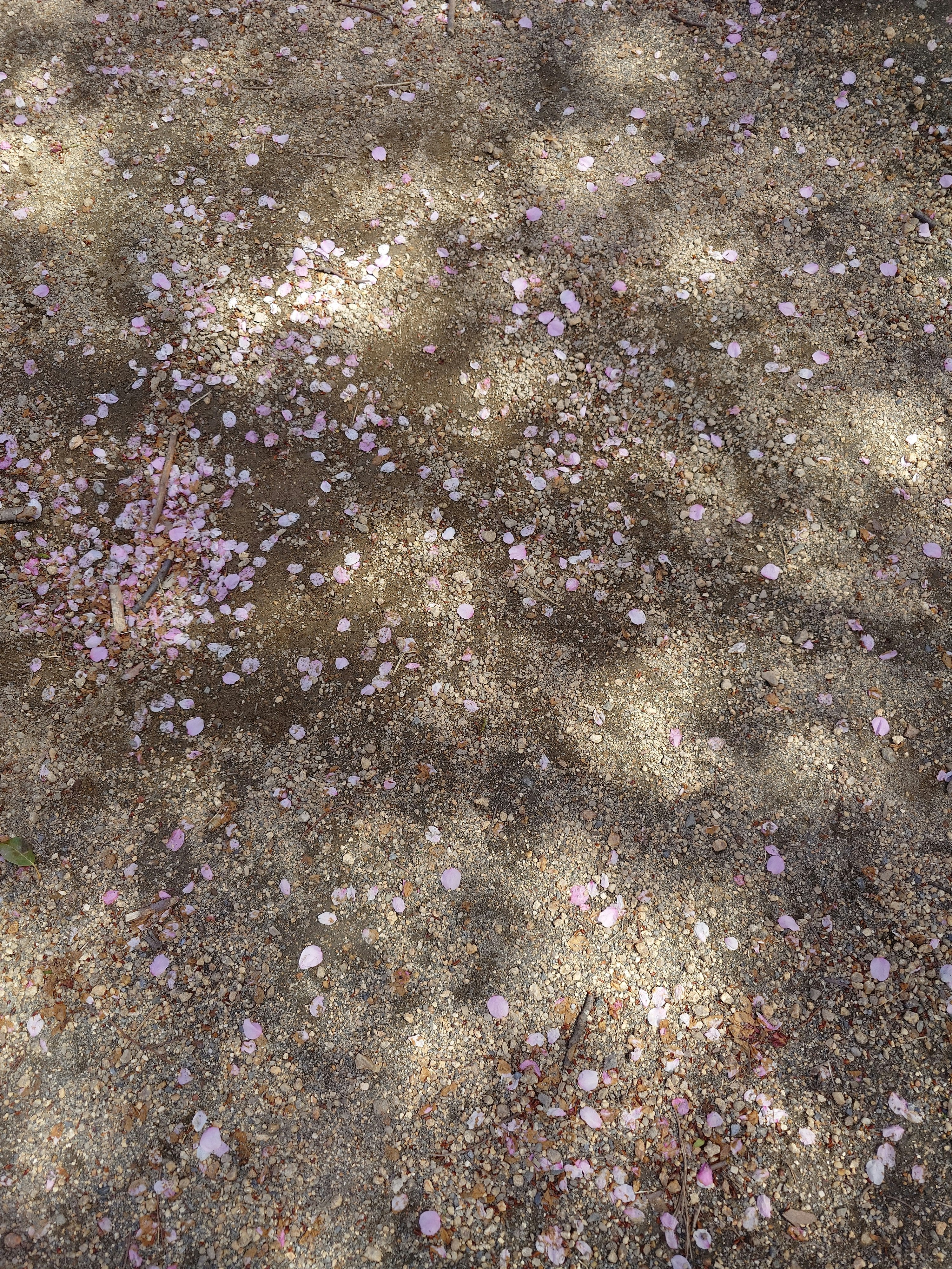 砂地に散らばる小さな花びら