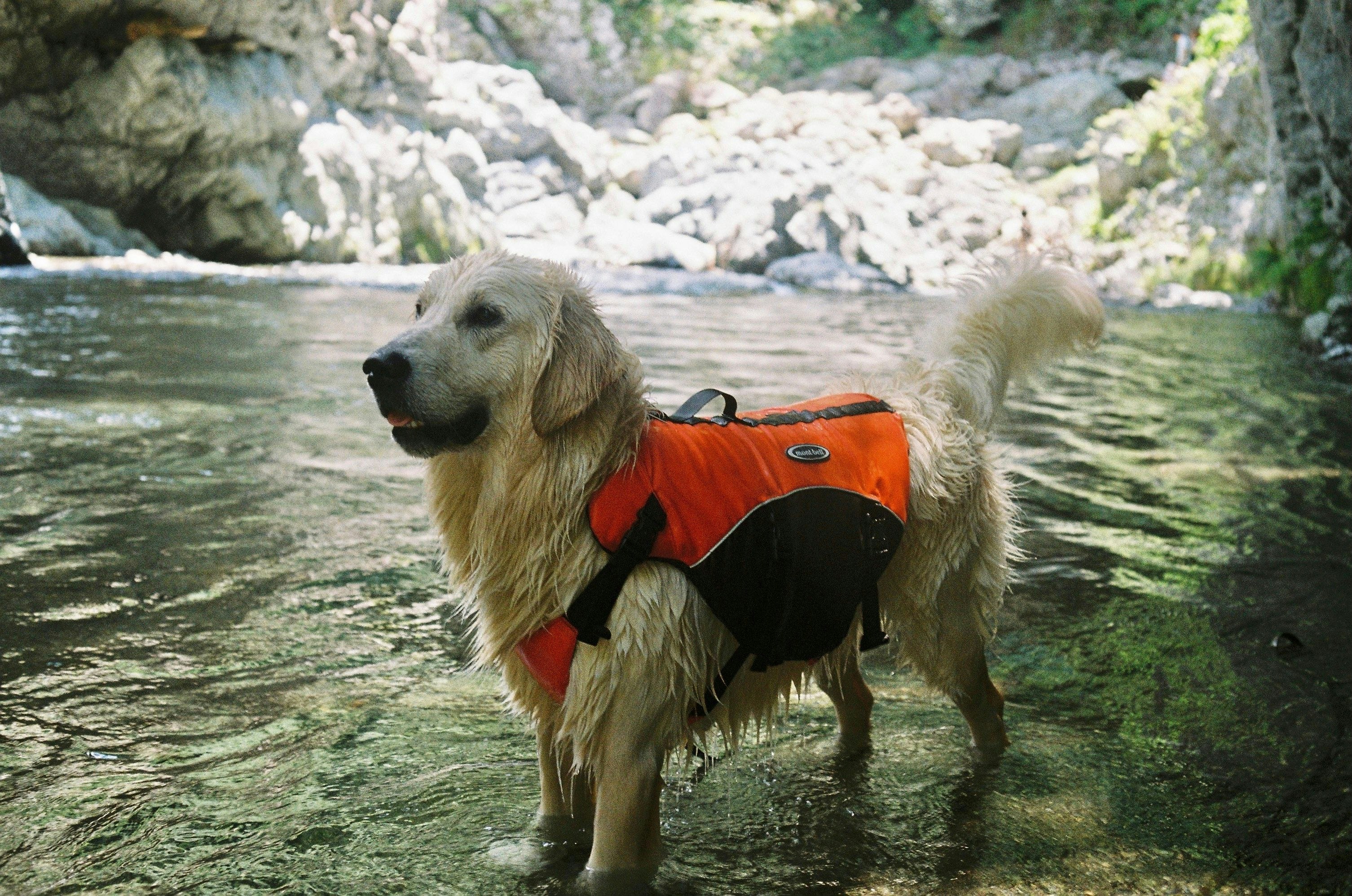 Hund im orangefarbenen Mantel läuft am Flussufer entlang
