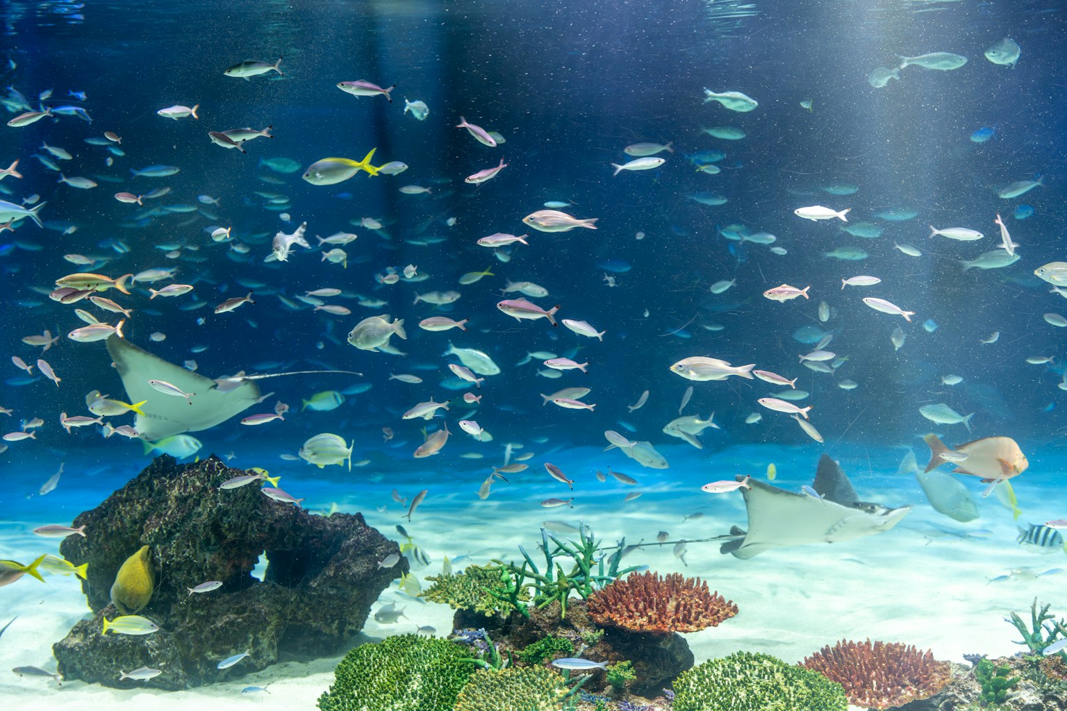 Une scène d'aquarium avec divers poissons nageant autour de coraux colorés