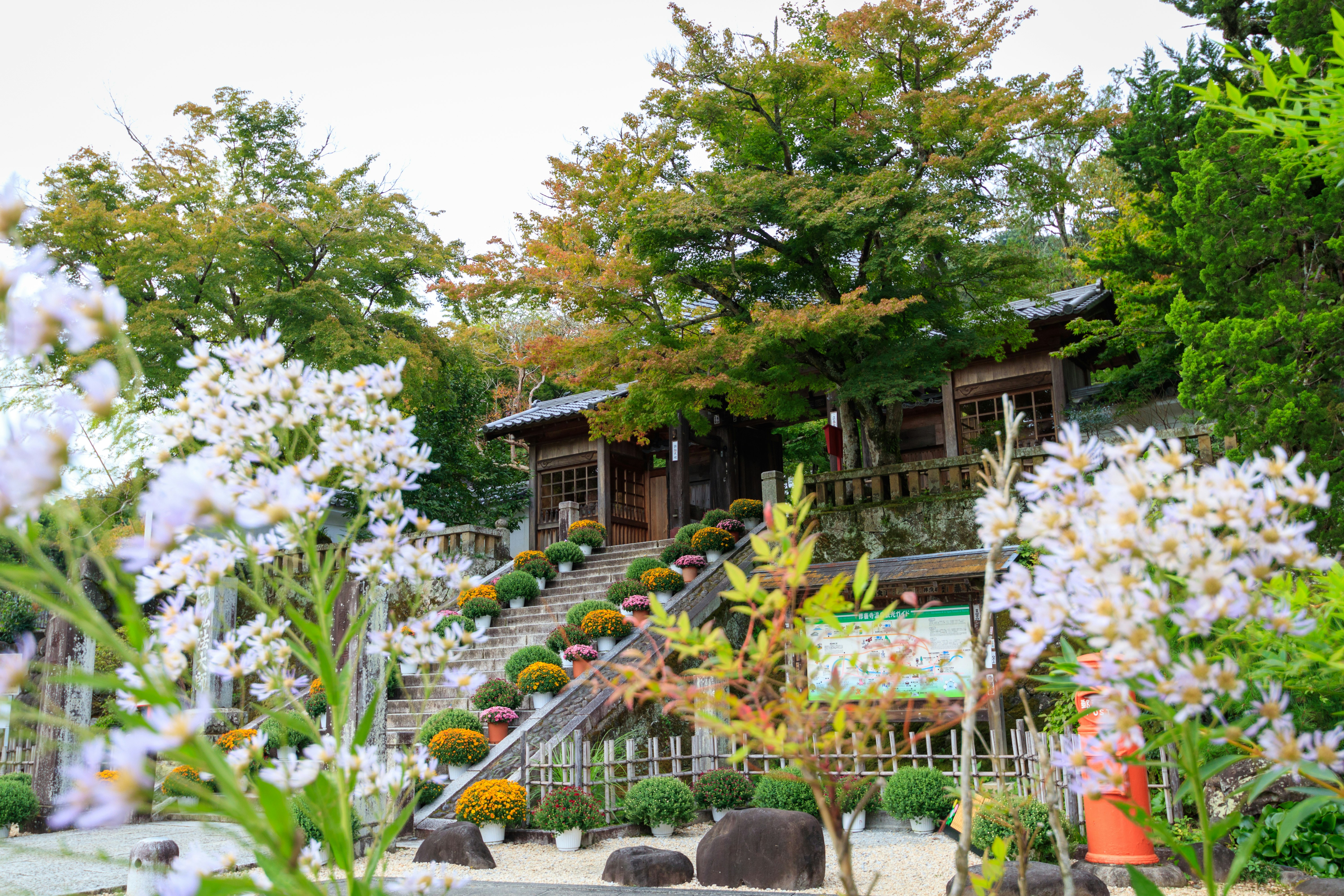 修善寺の庭園で咲く花と和風の建物