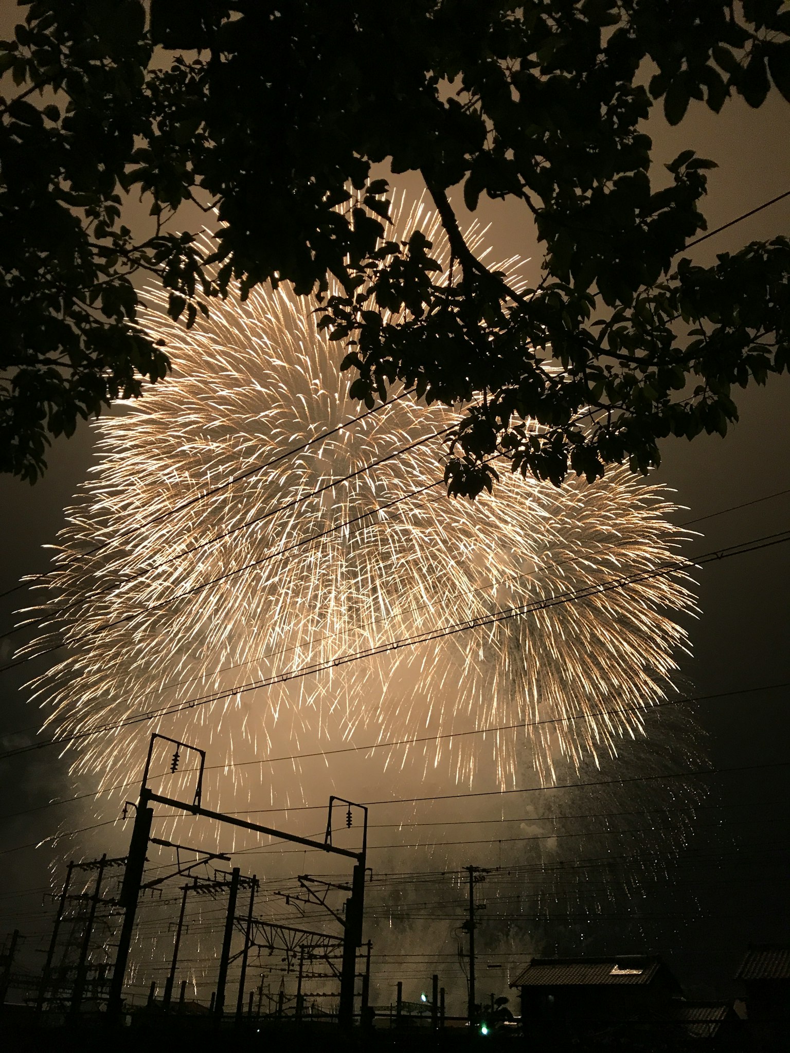 夜空中美麗的煙火爆炸與樹葉輪廓