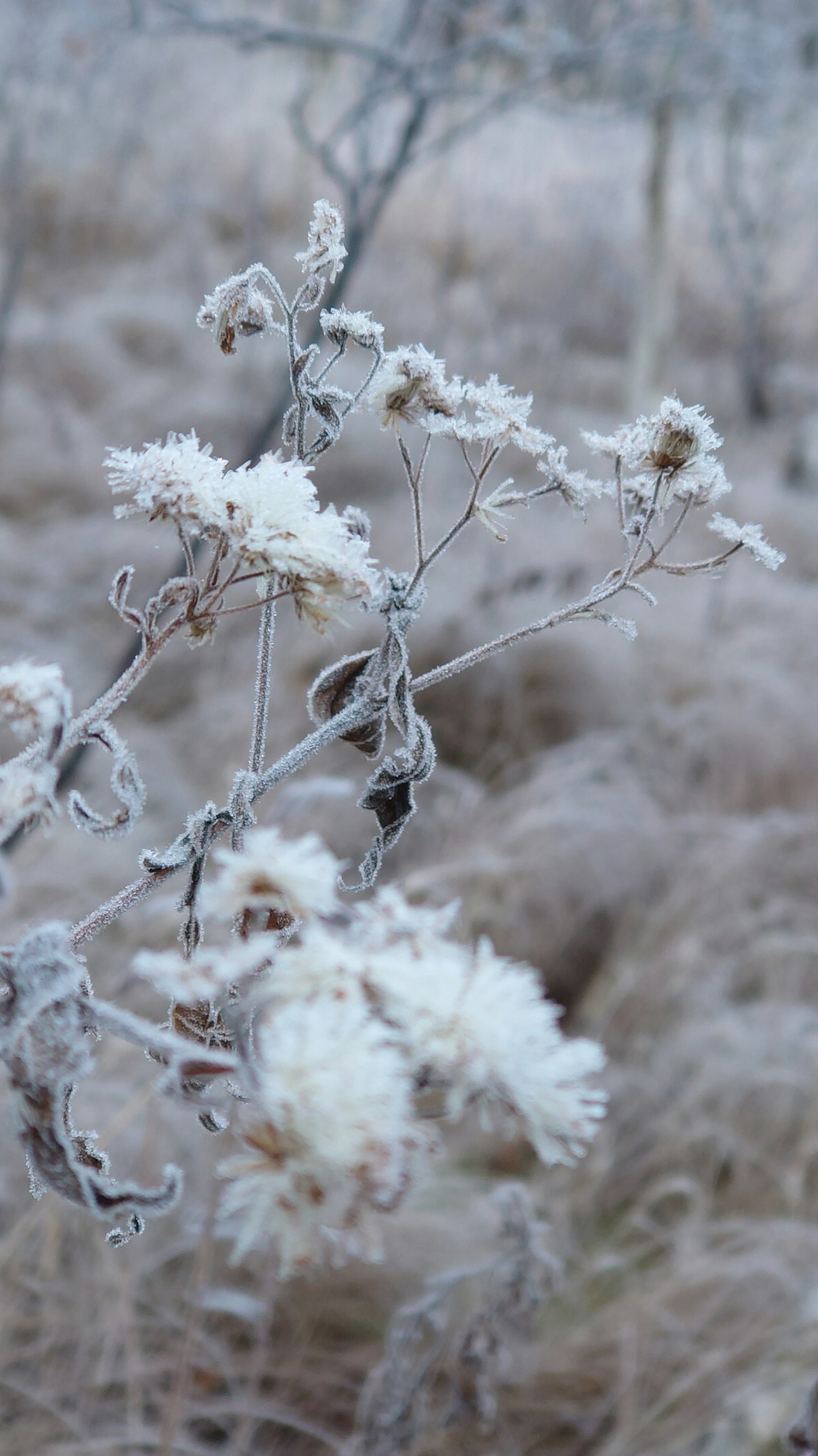 Primer plano de plantas cubiertas de escarcha con flores blancas y tallos en un paisaje invernal