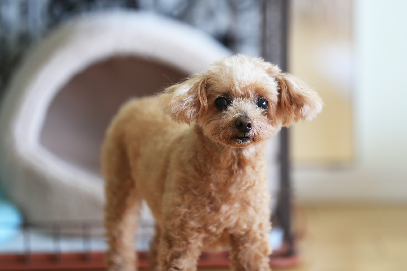 Small brown toy poodle standing indoors