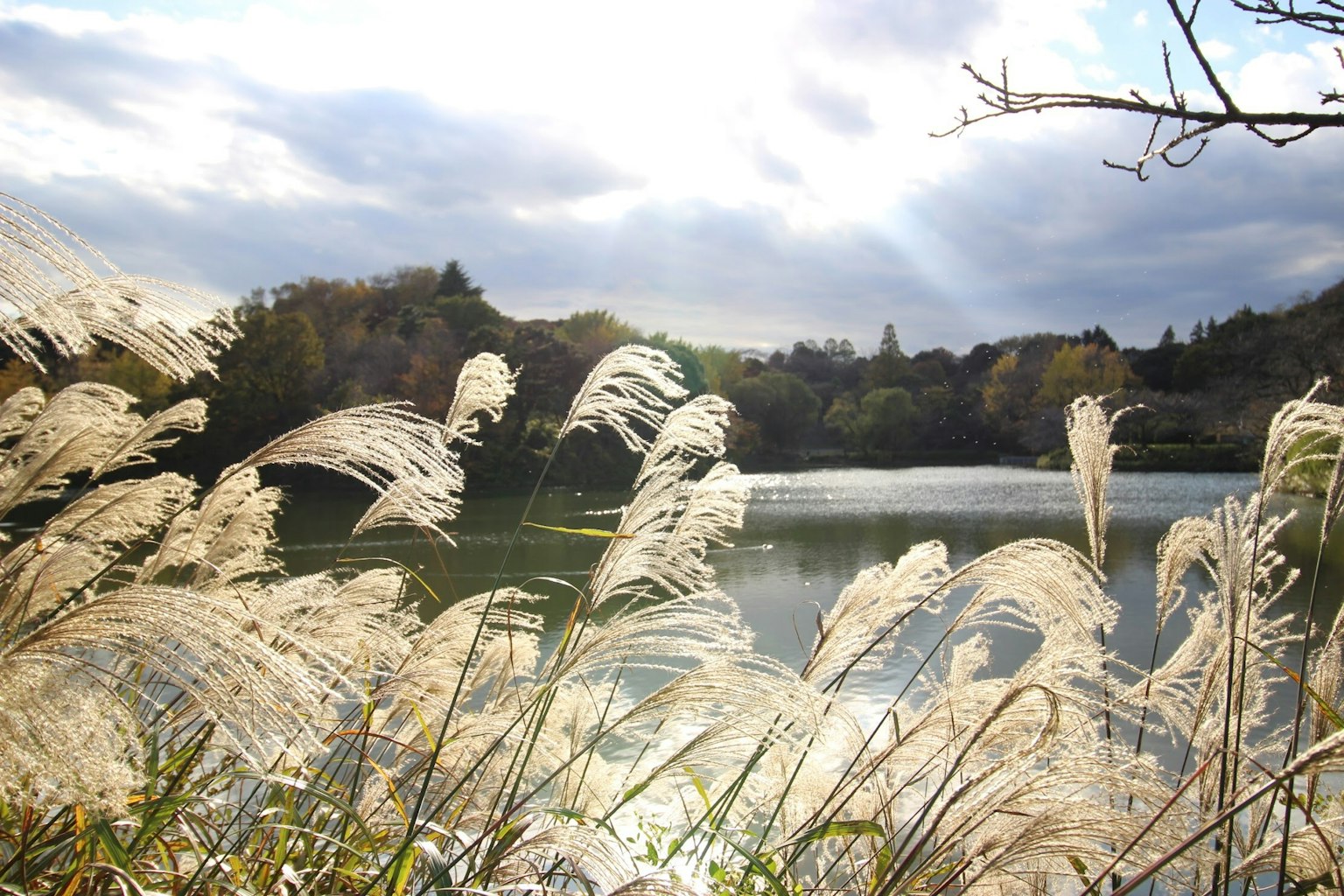 Herbe haute ondulant au bord d'un lac sous un ciel nuageux