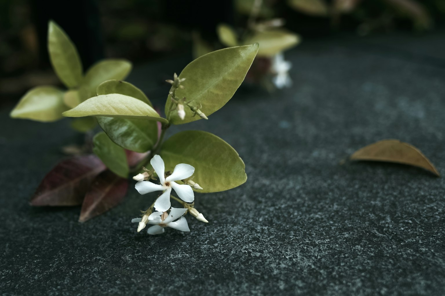 พืชที่มีใบเขียวและดอกขาววางอยู่บนพื้นผิวหิน