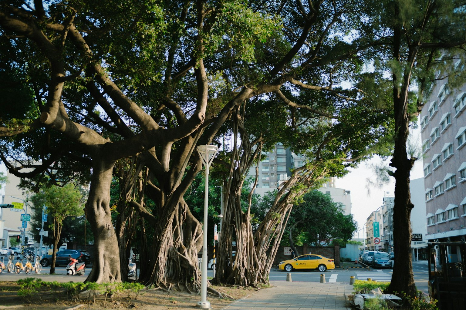 Un grande albero con rami espansi in un contesto urbano