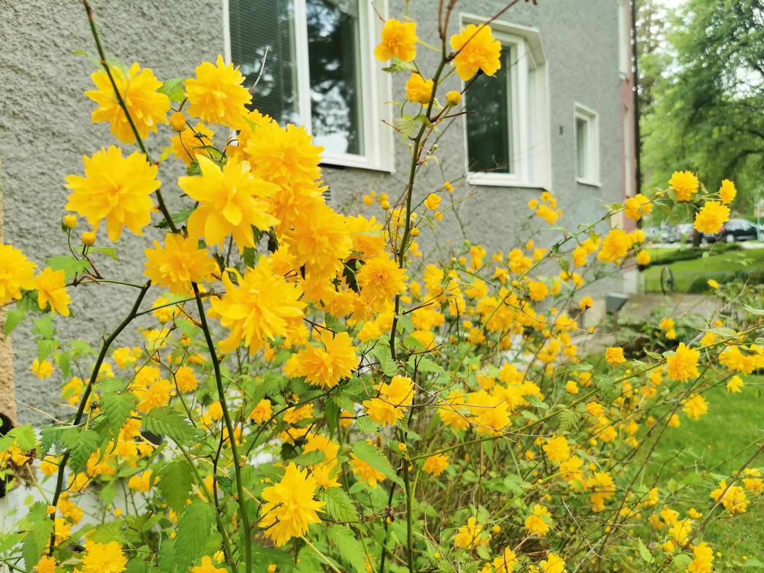 Eine Gartenszene mit blühenden gelben Blumen neben einem grauen Haus