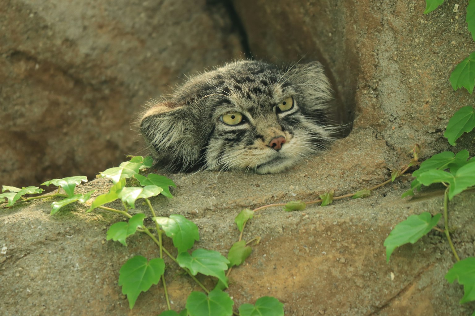 Kucing Pallas mengintip dari celah batu dikelilingi daun hijau
