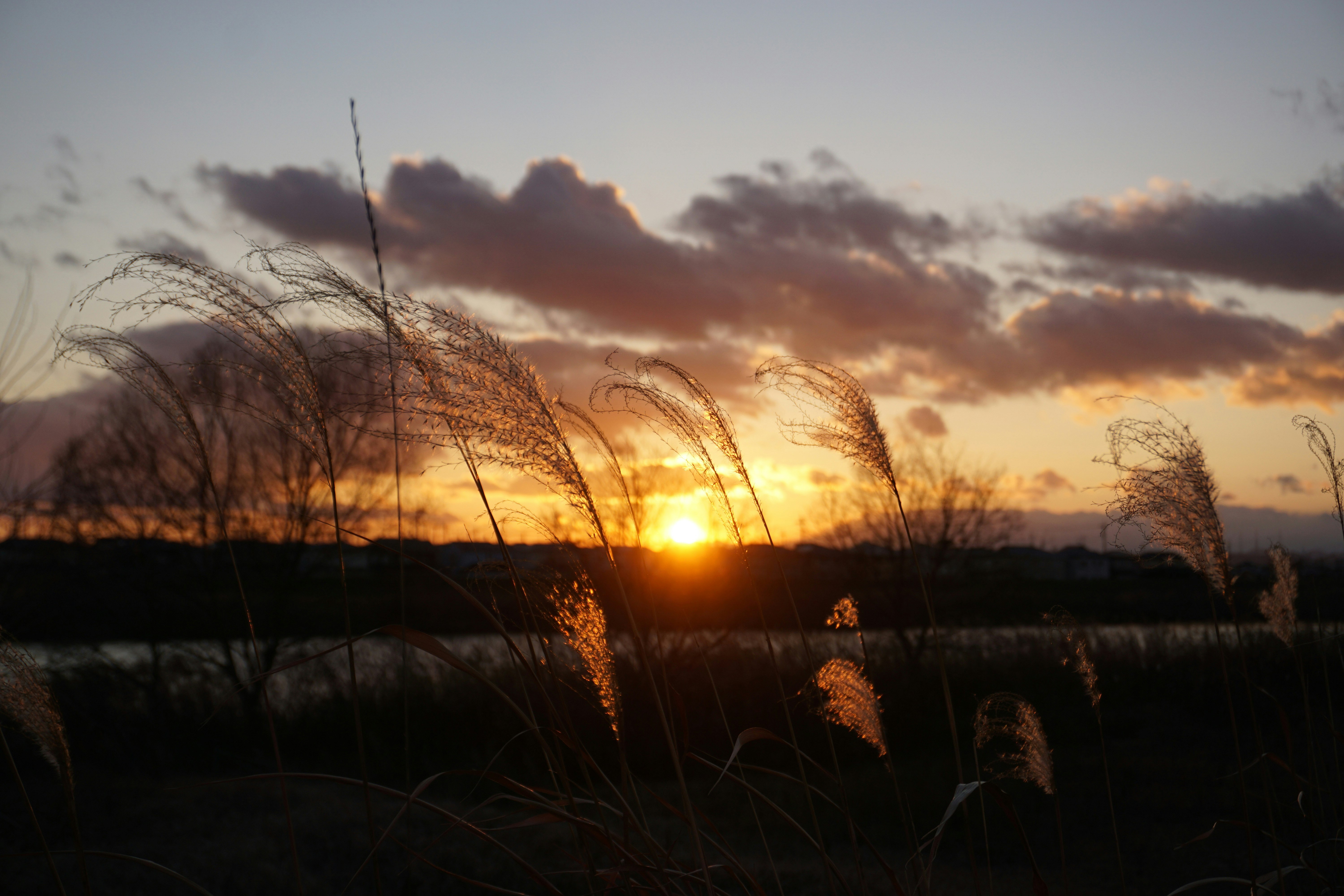 夕日に染まる草原と枯れ草のシルエット