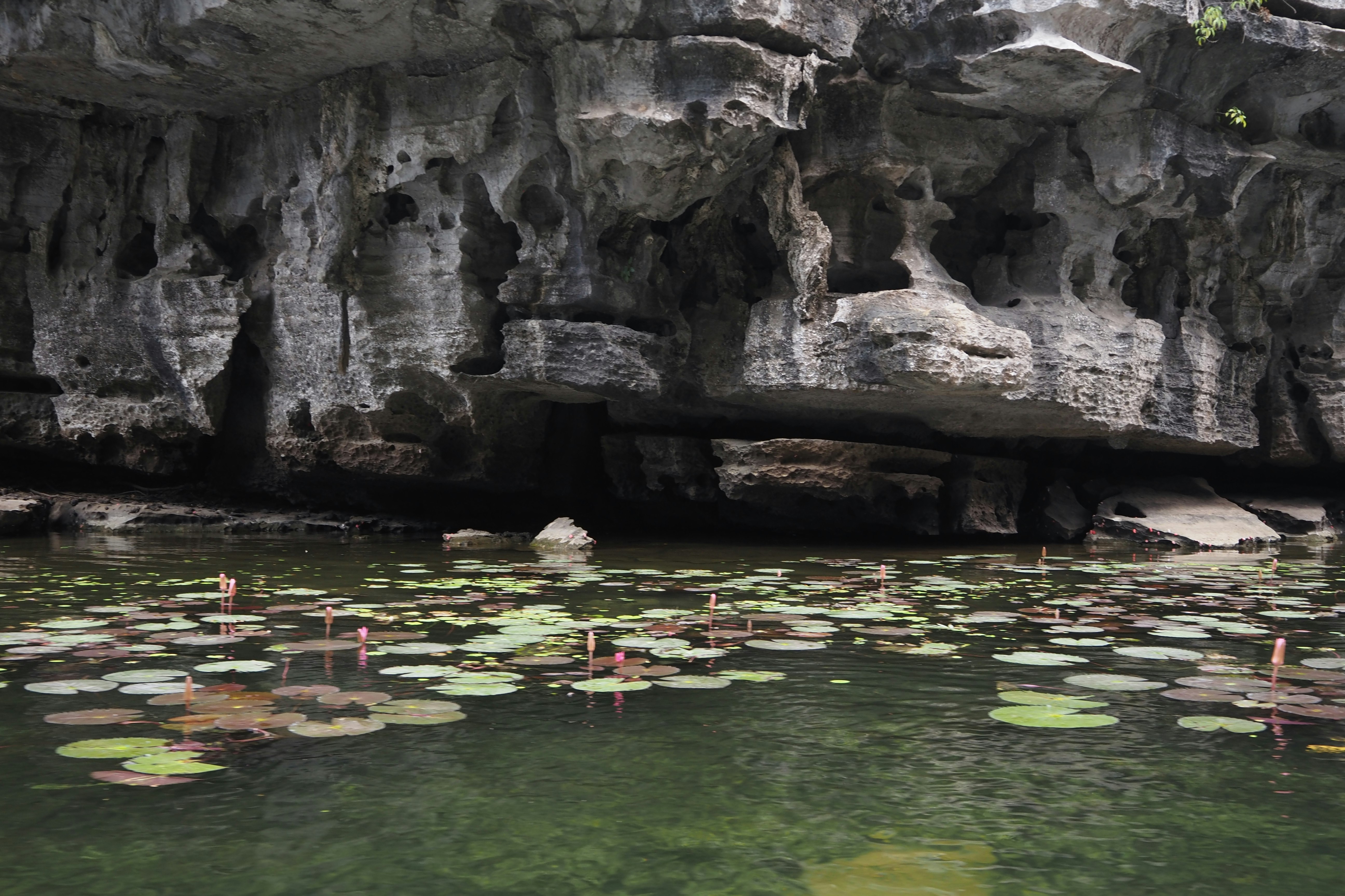 洞窟のある水辺に浮かぶ睡蓮のある池の風景