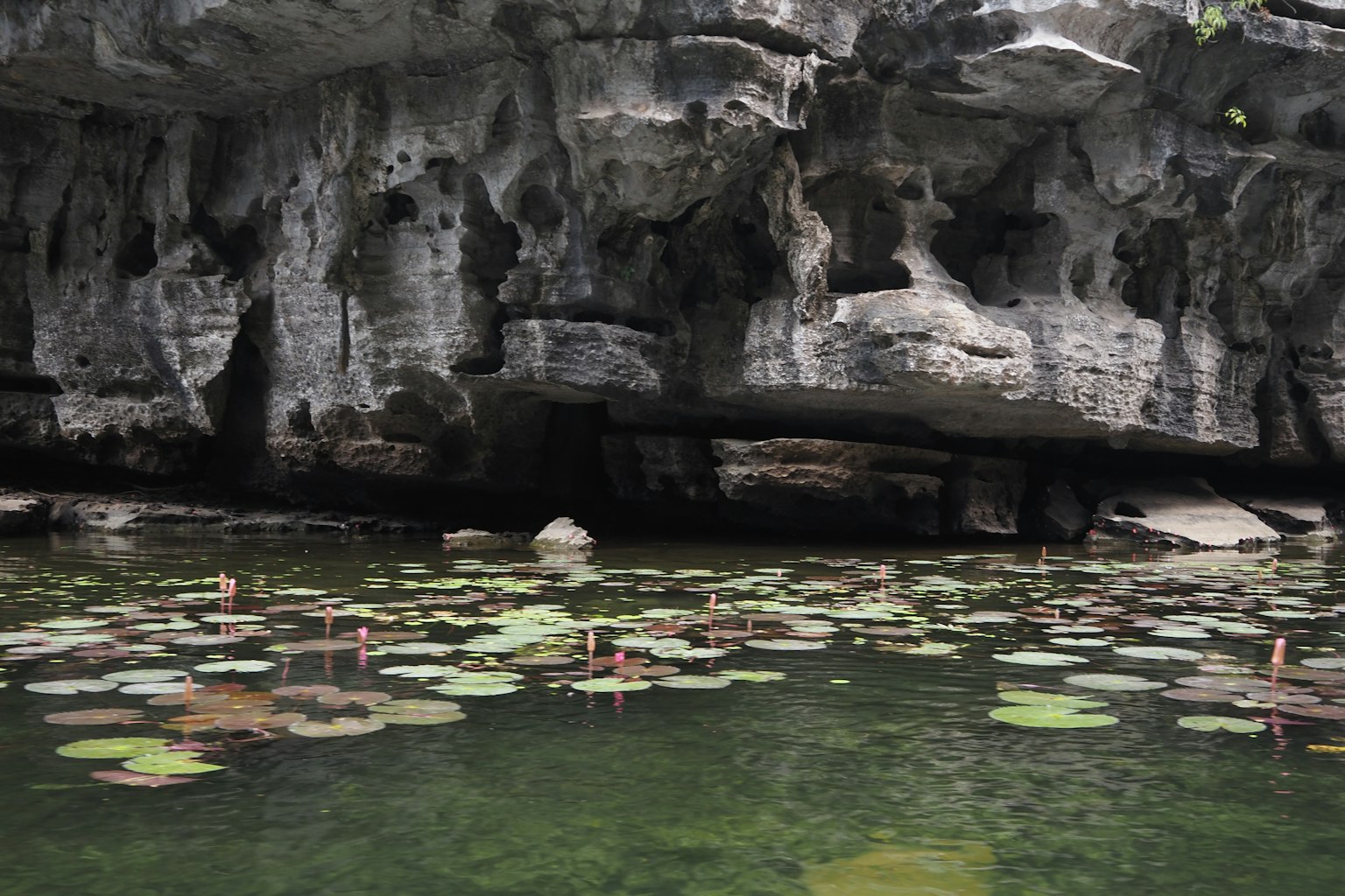 Daun teratai mengapung di permukaan danau berbatu