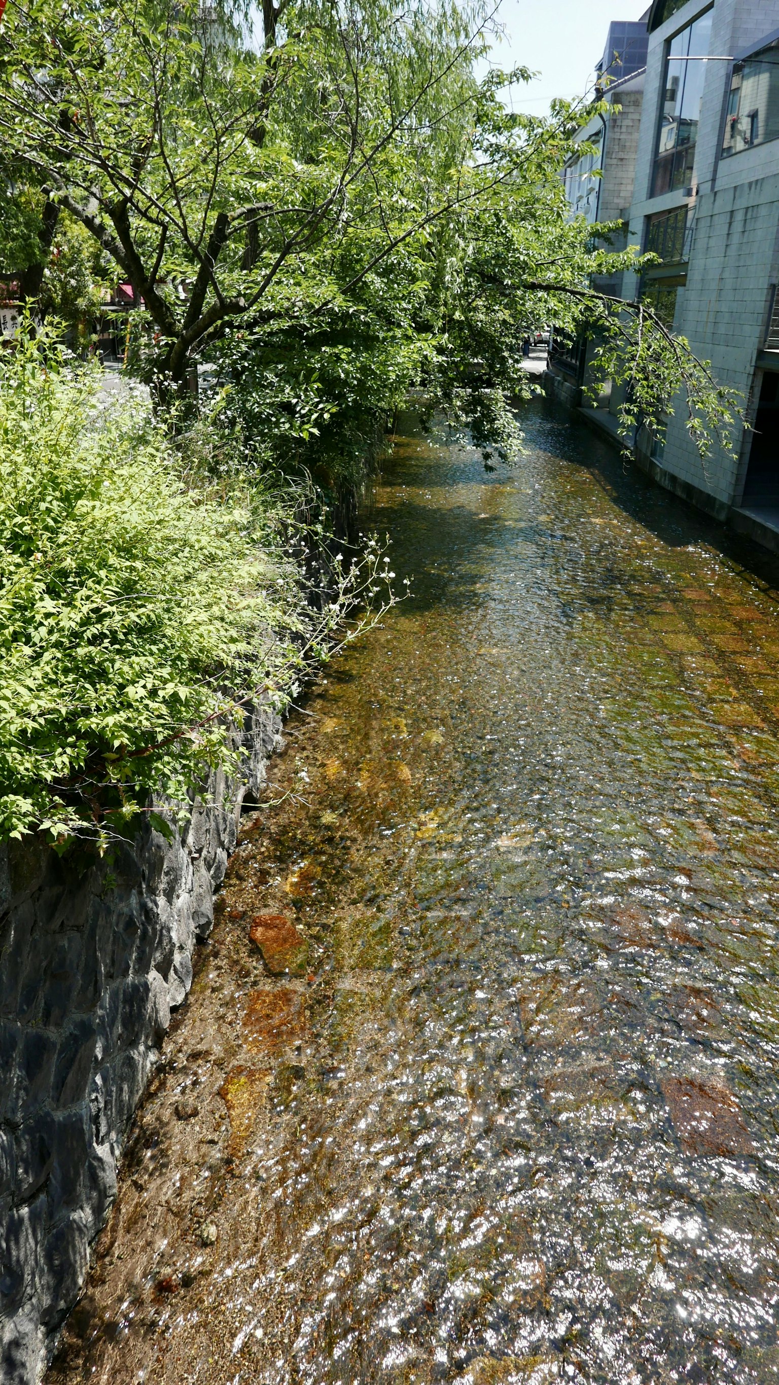 Scenic view of a clear stream surrounded by green trees and plants