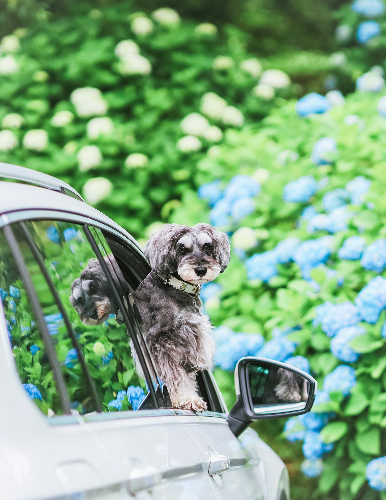 Hund, der aus dem Autofenster schaut, mit blauen Hortensien im Hintergrund