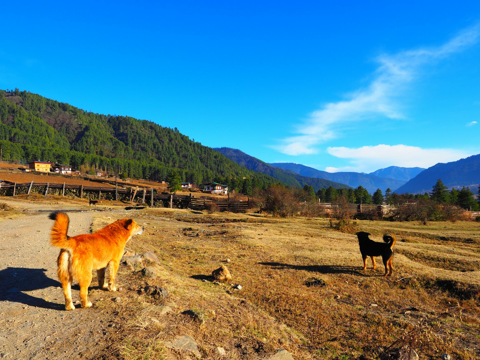 Dos perros de pie en un campo de hierba bajo un cielo azul con montañas al fondo