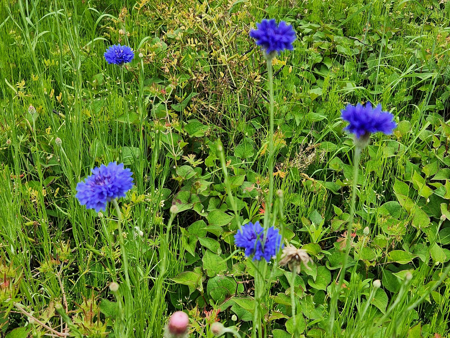 Fiori blu vivaci che fioriscono tra l'erba verde