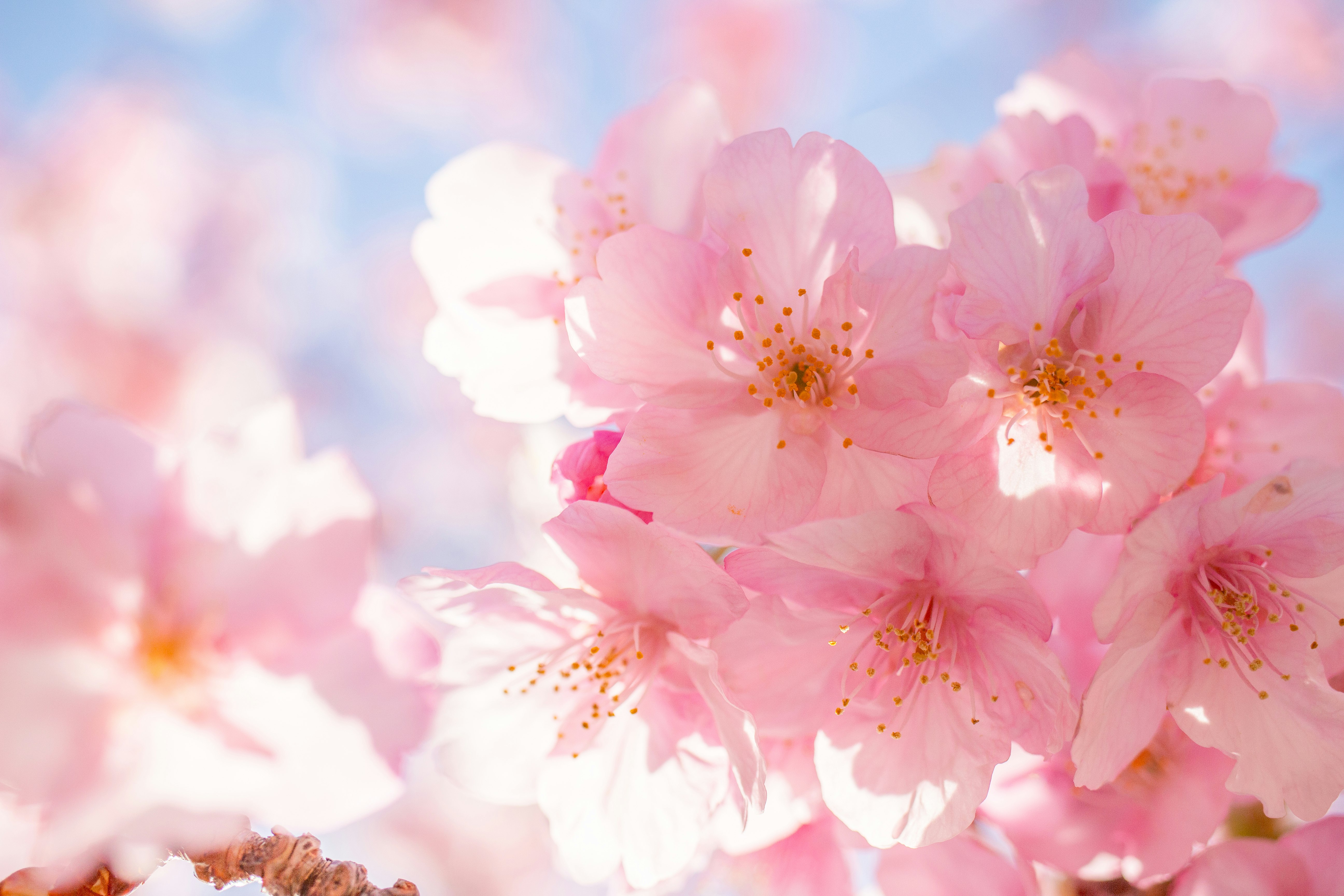 Flores de cerezo rosadas y delicadas en plena floración primaveral