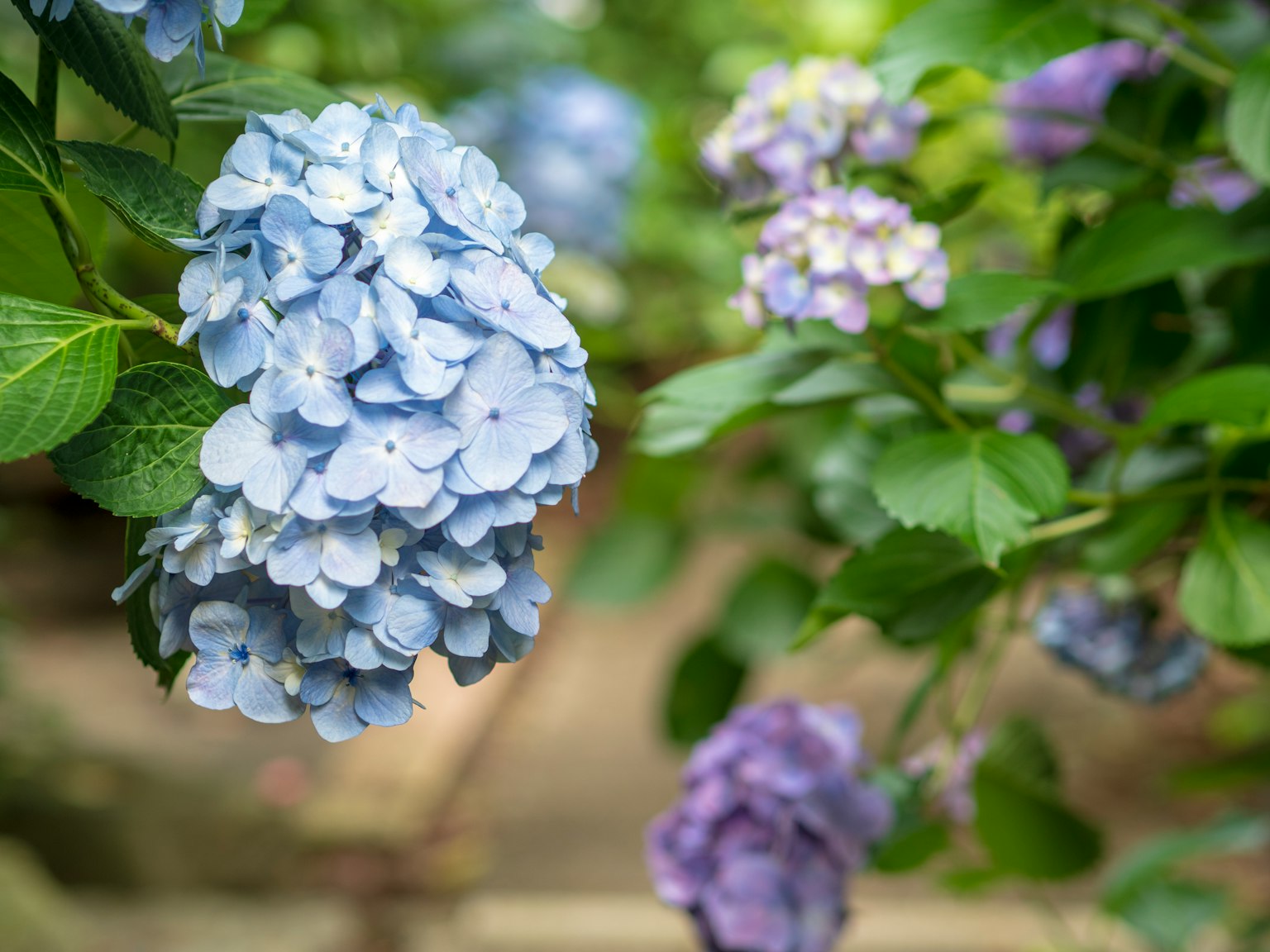 Fleurs d'hortensia bleues et violettes en fleurs dans un jardin
