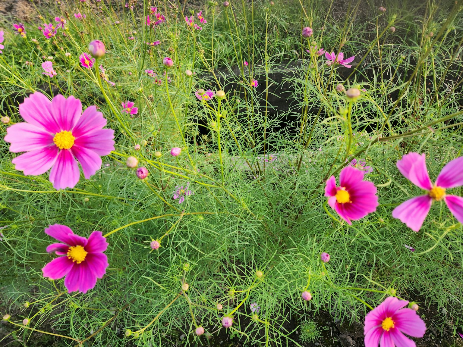 Lebendige rosa Kosmosblüten blühen zwischen grünen Stielen und Blättern