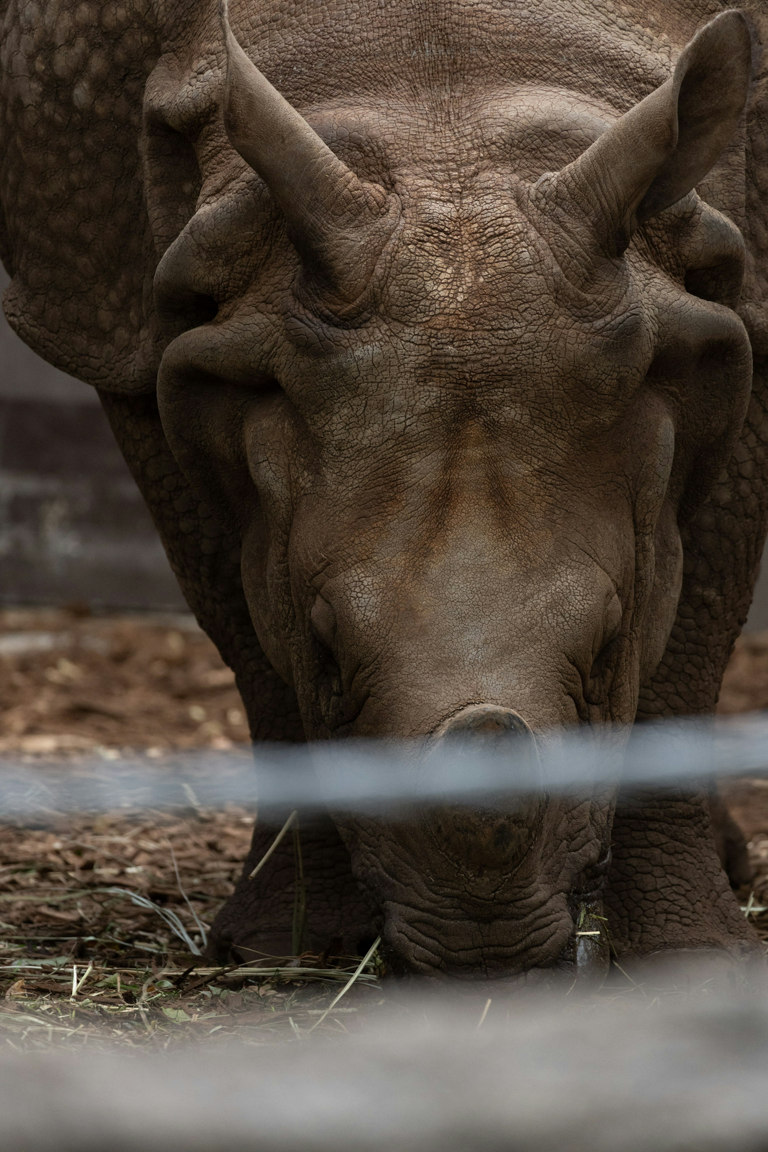 Nahaufnahme eines rhinoceros beim Grasen