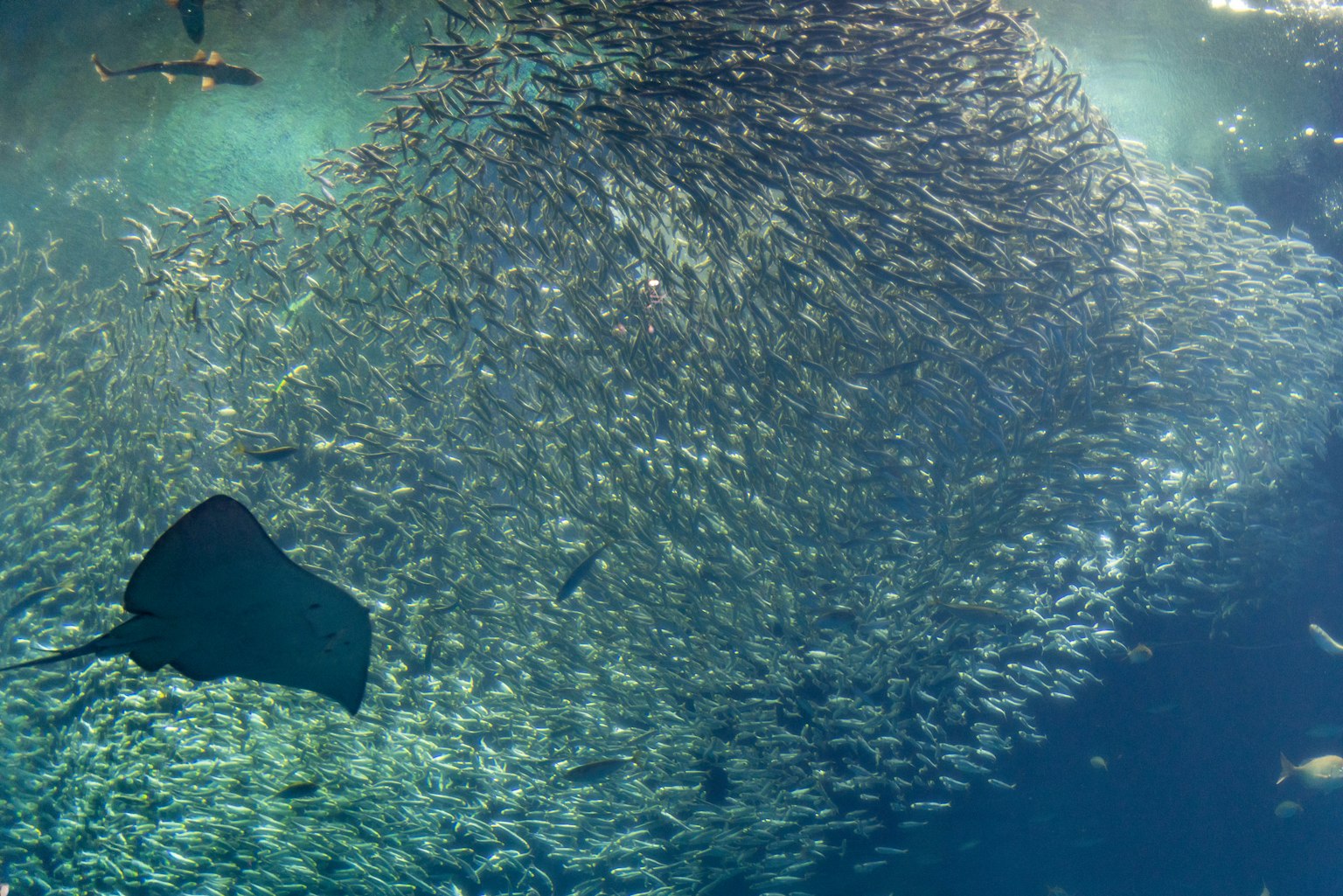 Eine atemberaubende Szene einer Rochen, die zwischen einem Schwarm Fische schwimmt