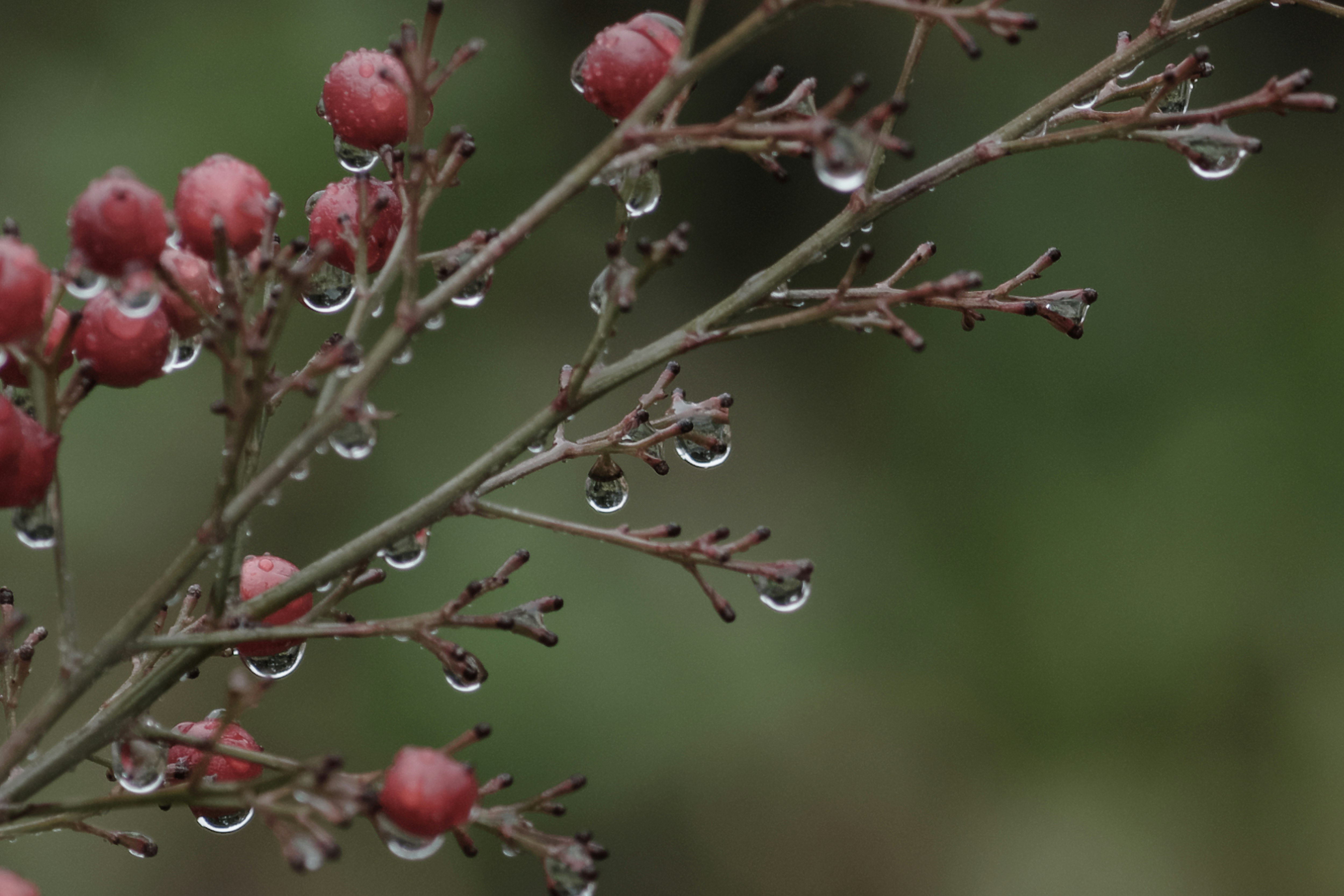 雨に濡れるナンテンの実と枝先の雫
