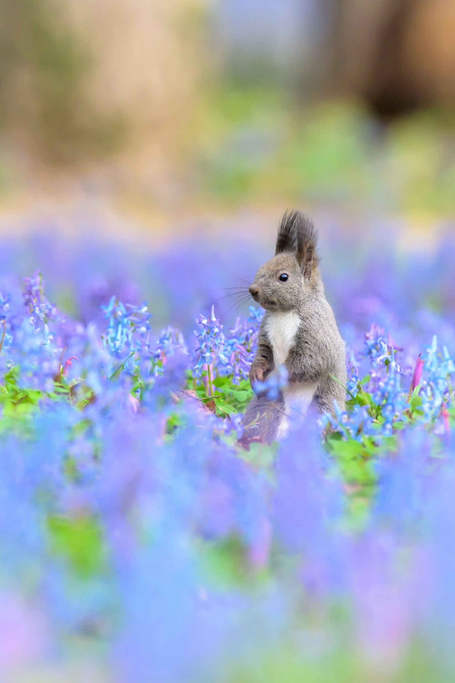 A cute squirrel standing among purple flowers