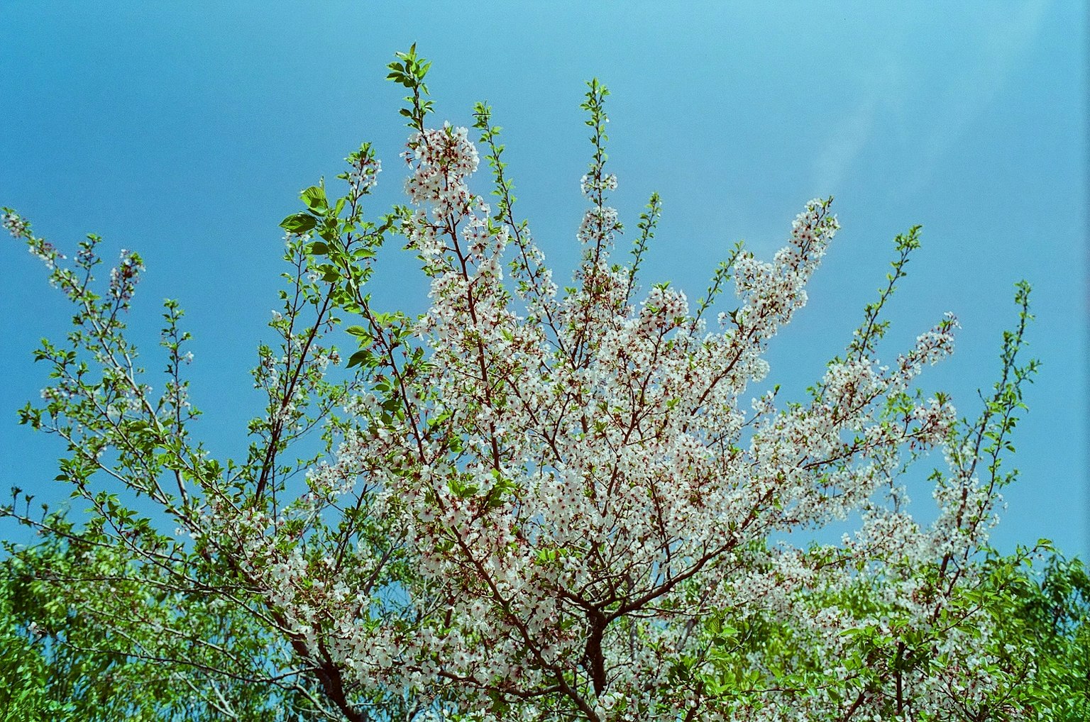 A tree with white blossoms under a clear blue sky