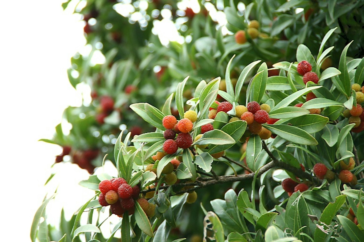Baum mit roten und orangen Früchten umgeben von grünen Blättern