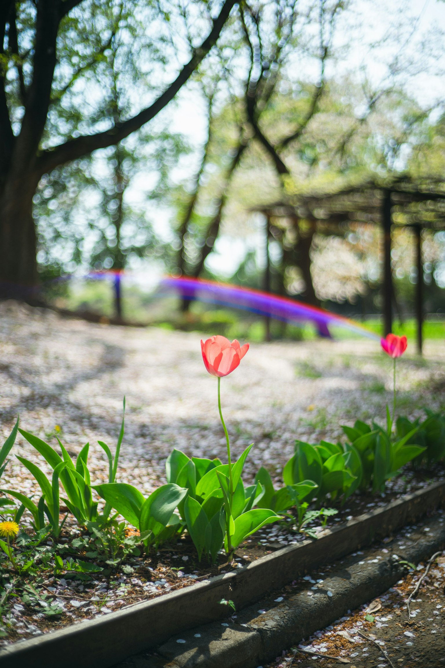 Tulipanes vibrantes alineados con árboles frondosos y luz suave filtrándose en un parque