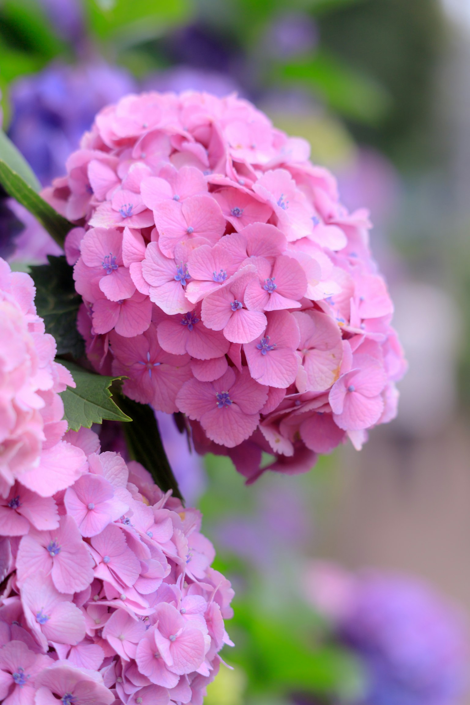 Beautiful pink hydrangea flowers in bloom