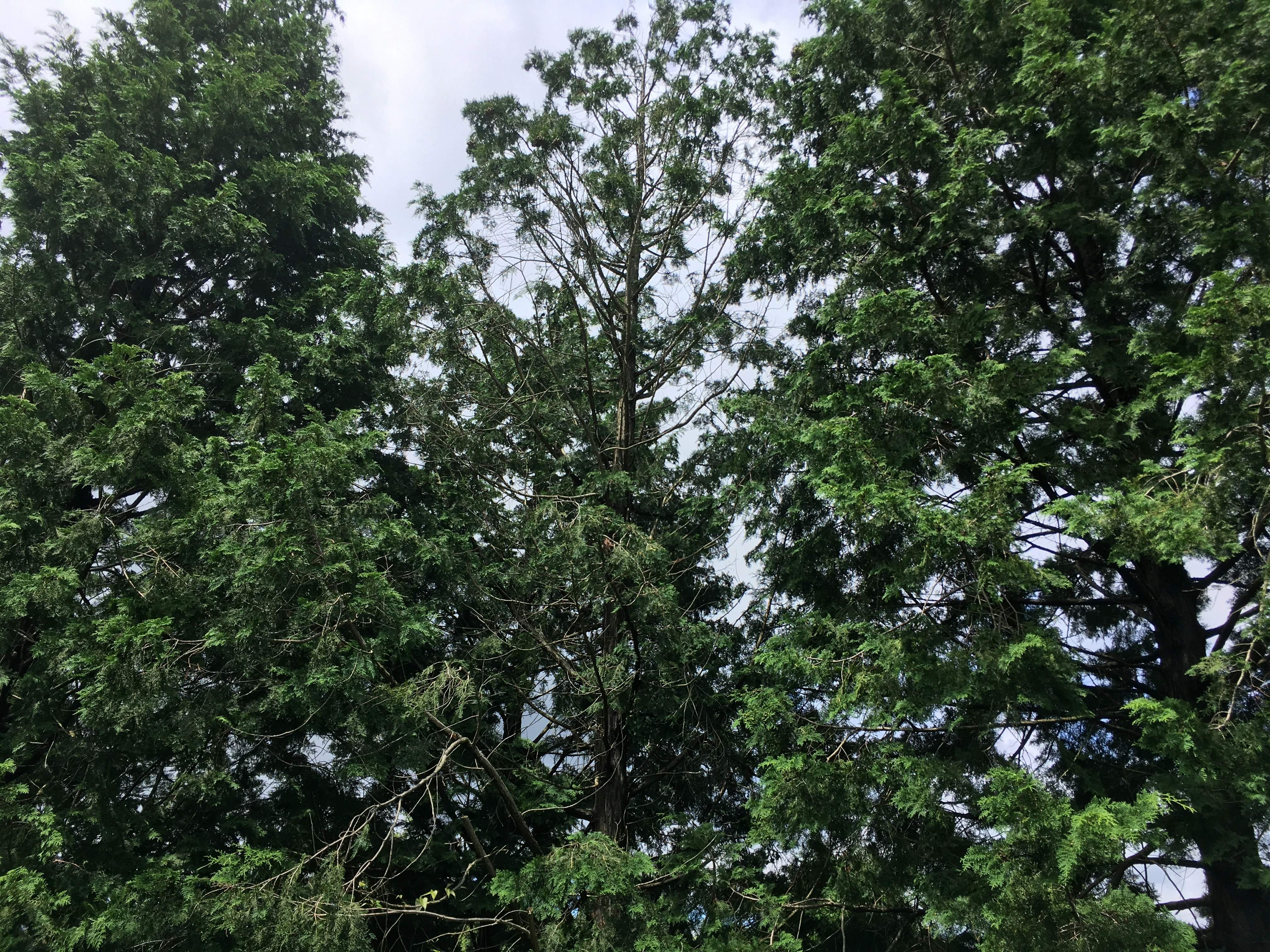 木々の枝葉が広がる緑の自然風景