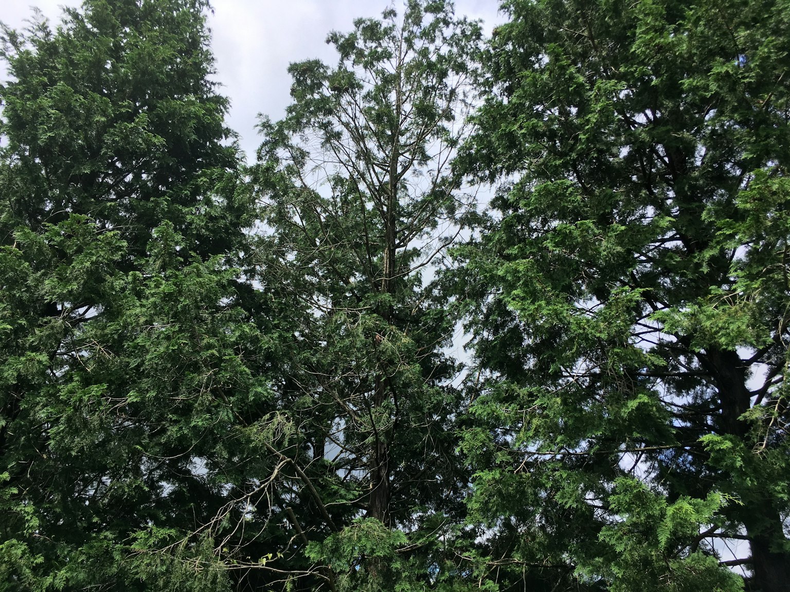 Alberi verdi lussureggianti che si ergono contro un cielo nuvoloso