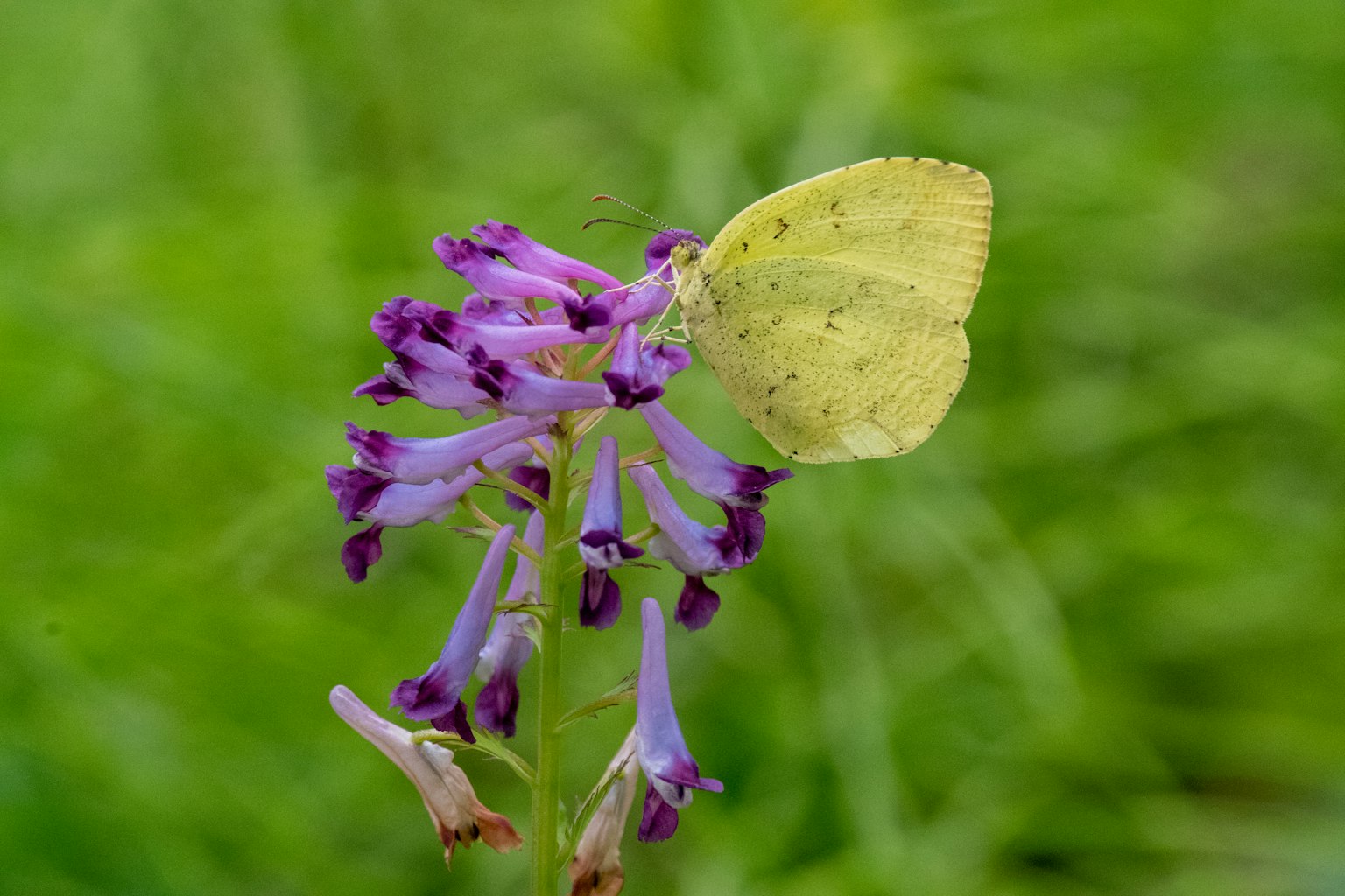 Mariposa amarilla posada sobre una flor morada con fondo verde