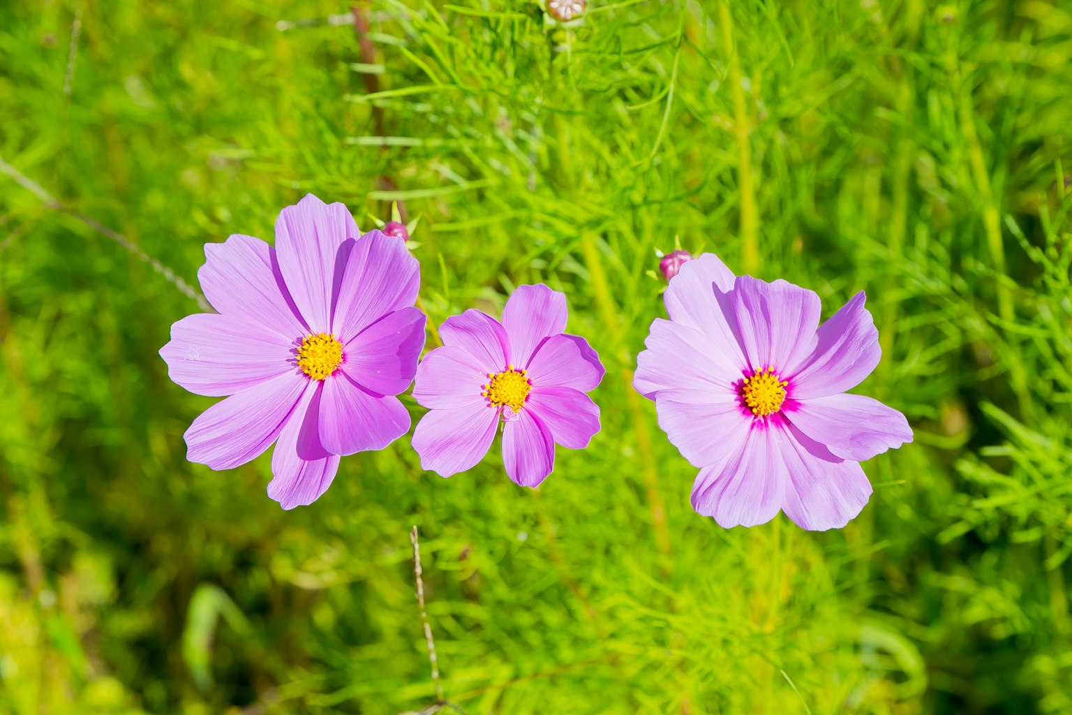 Flores moradas vibrantes con un fondo verde