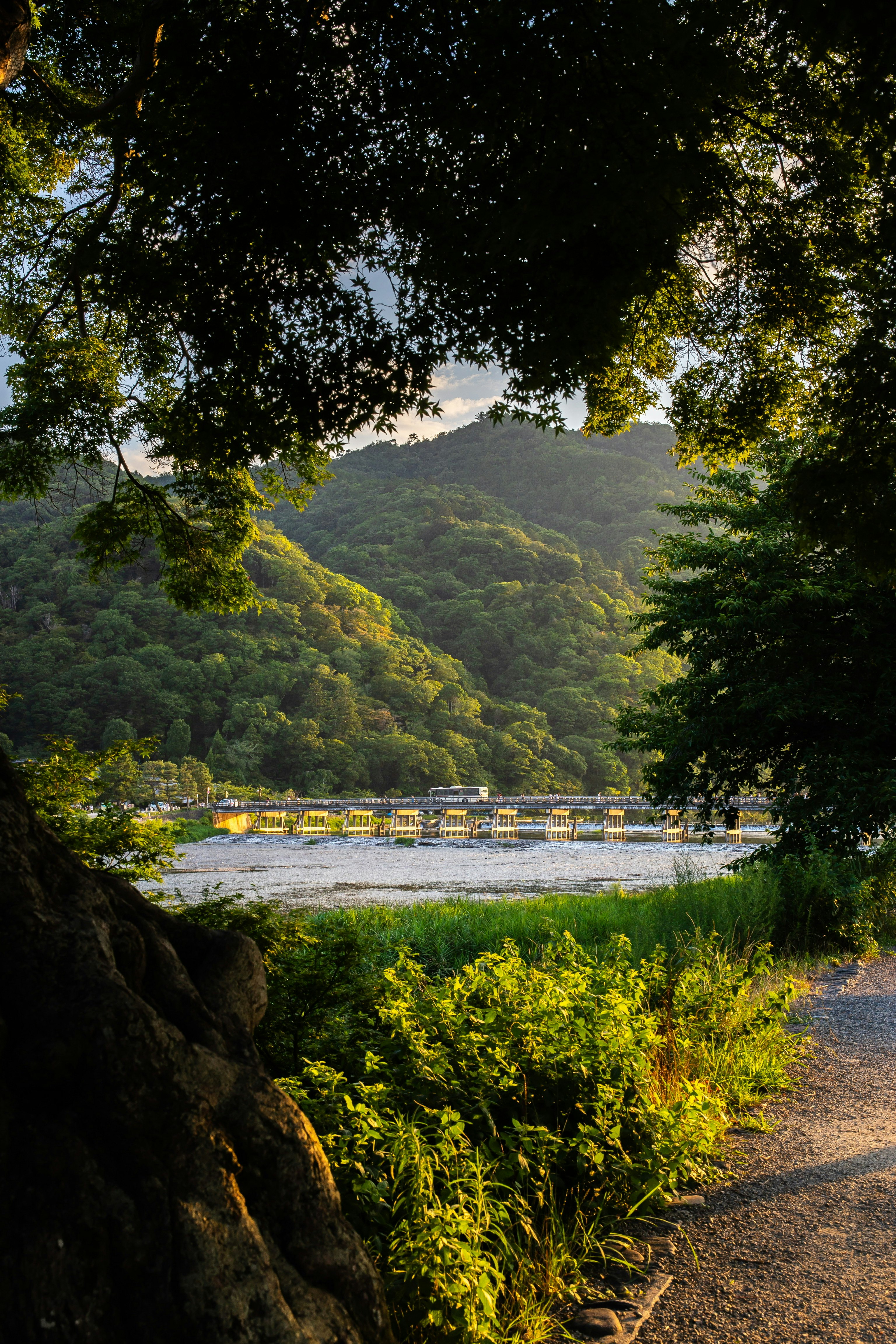 緑の嵐山の川沿いの山並みと木々の眺め
