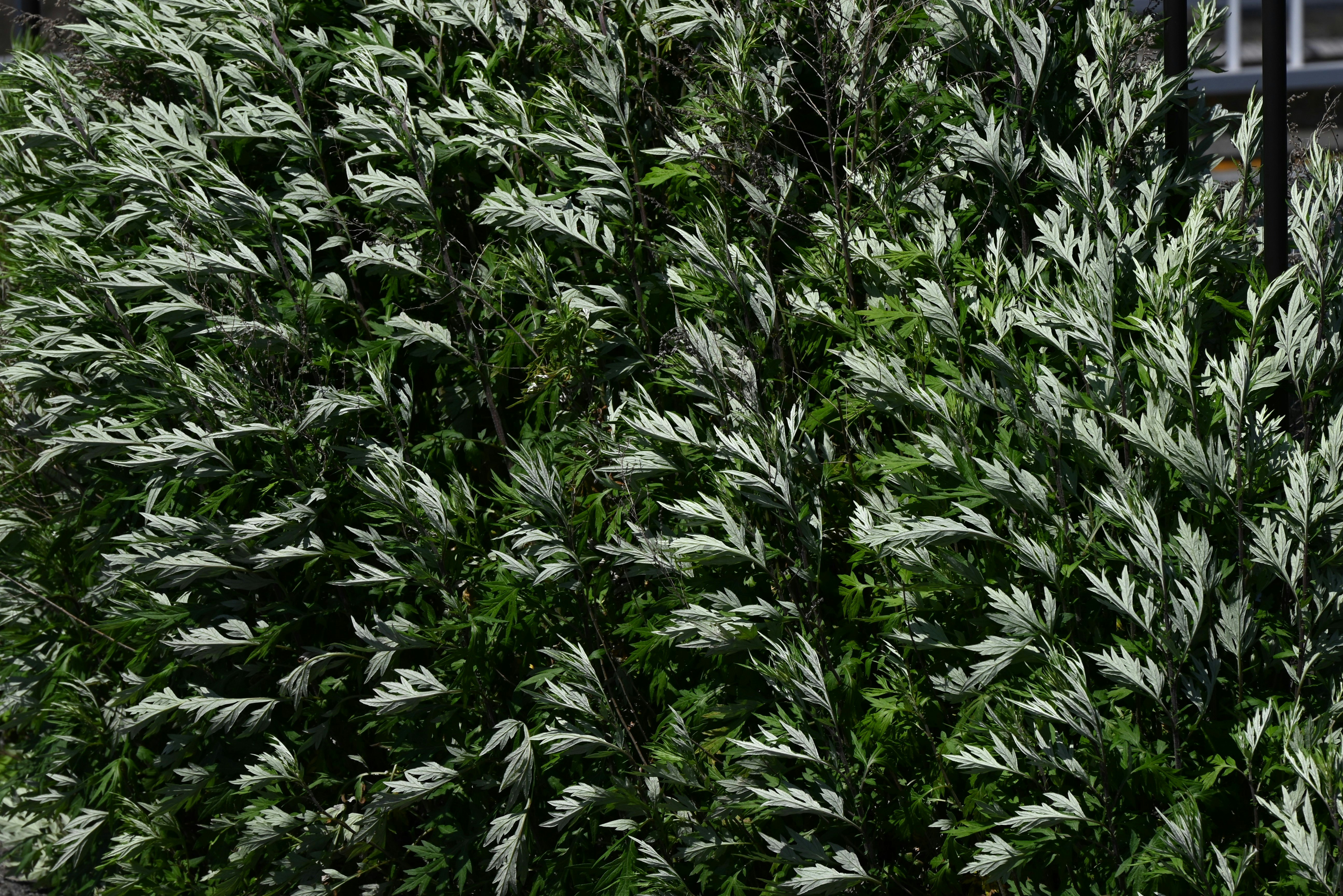 蓬草（艾草/ヨモギ）成片生长
