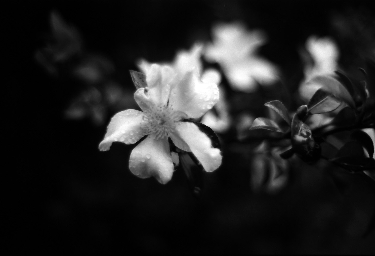 Schwarzweißaufnahme mit zarten weißen Blumen vor einem dunklen Hintergrund