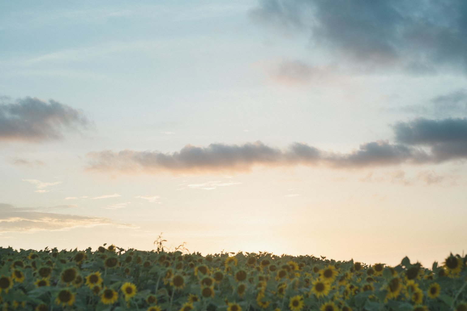 Champ de tournesols avec le coucher de soleil en arrière-plan