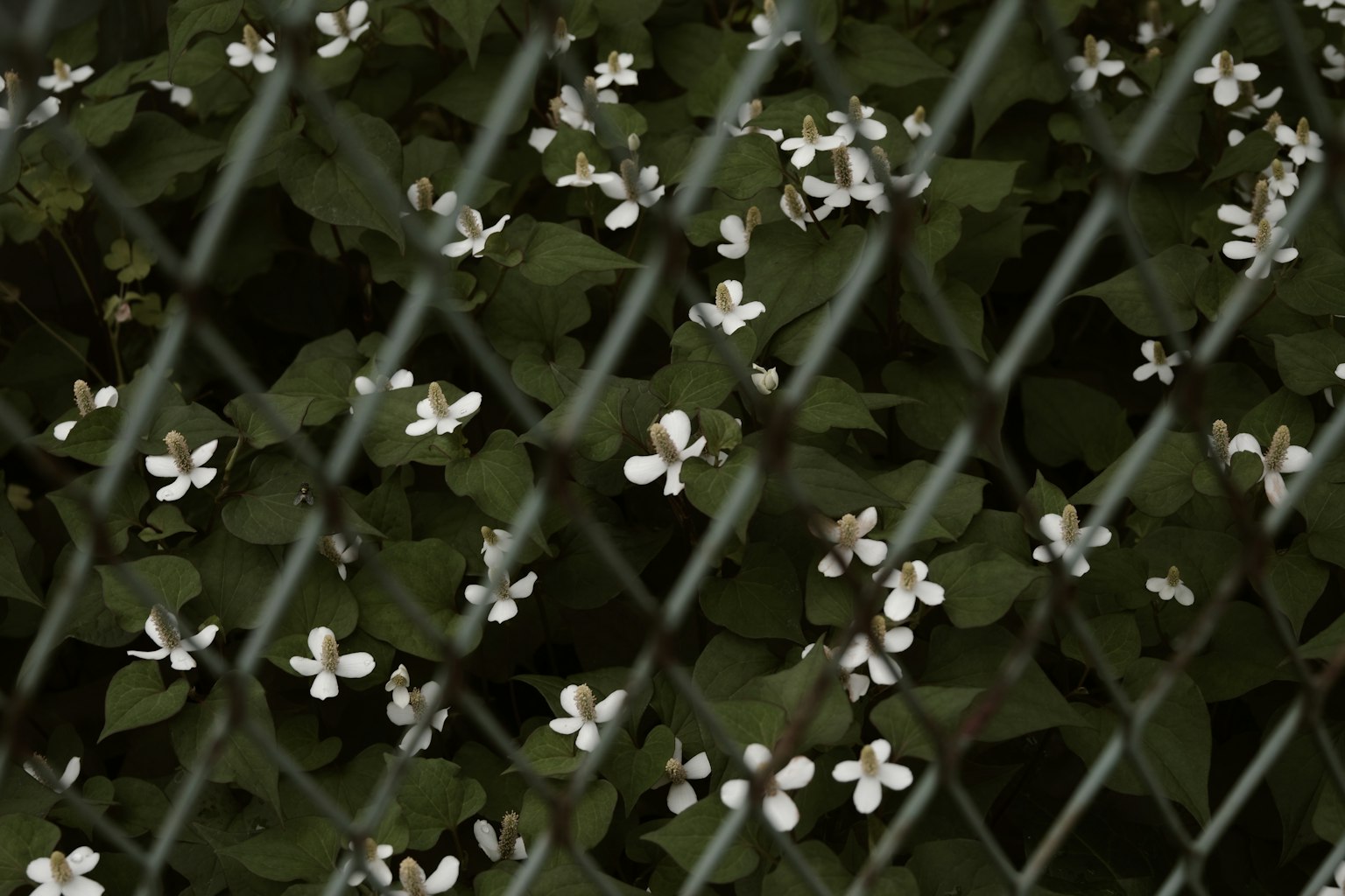 Acercamiento de flores blancas floreciendo entre hojas verdes detrás de una cerca de metal