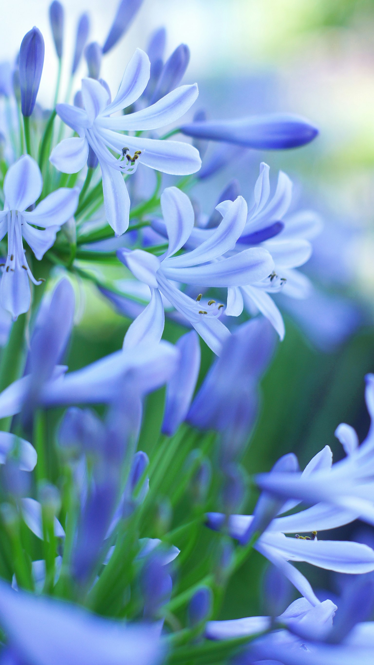 Schöne Szene mit blühenden blauen Blumen